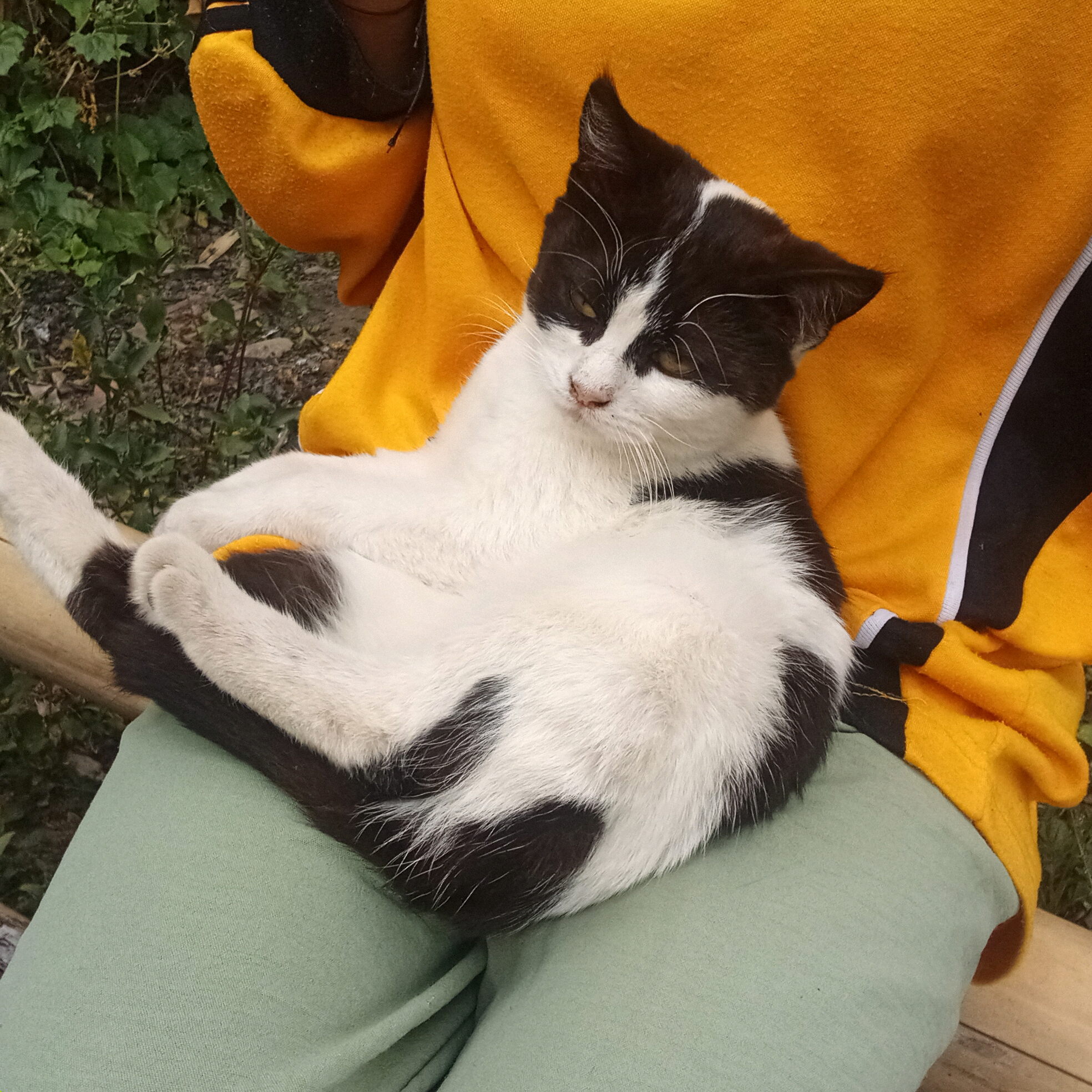 A black and white cat is resting on the lap of a person wearing a yellow hoodie and light green pants. The cat is curled up, with its paws tucked under its body. Its head is turned to the side, and it appears to be relaxed. The background is blurred, but it seems to be an outdoor setting with greenery. This scene is likely from Claket, Indonesia.