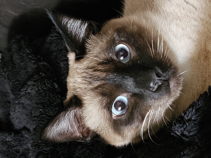 The scene displays a close-up, head-and-shoulders portrait of a domestic cat, consistent with a Siamese breed or mix, against a dark, textured background. The cat's fur exhibits a colorpoint pattern, featuring light tan to cream coloration on the chest and lower face, transitioning to dark brown or black on the facial mask, ears, and bridge of the nose. The eyes are a distinct light blue with widely dilated pupils, fixed directly forward. White whiskers are visible on both sides of the dark muzzle. The background material is a deep black, characterized by a soft, plush, or fleece-like texture, suggesting an indoor environment such as a blanket or bedding. No other subjects or objects are visible. The cat is stationary and appears to be observing an unseen point directly ahead. The precise location within the city of Esch-sur-Alzette, Luxembourg, cannot be determined from the visual evidence presented in the image.