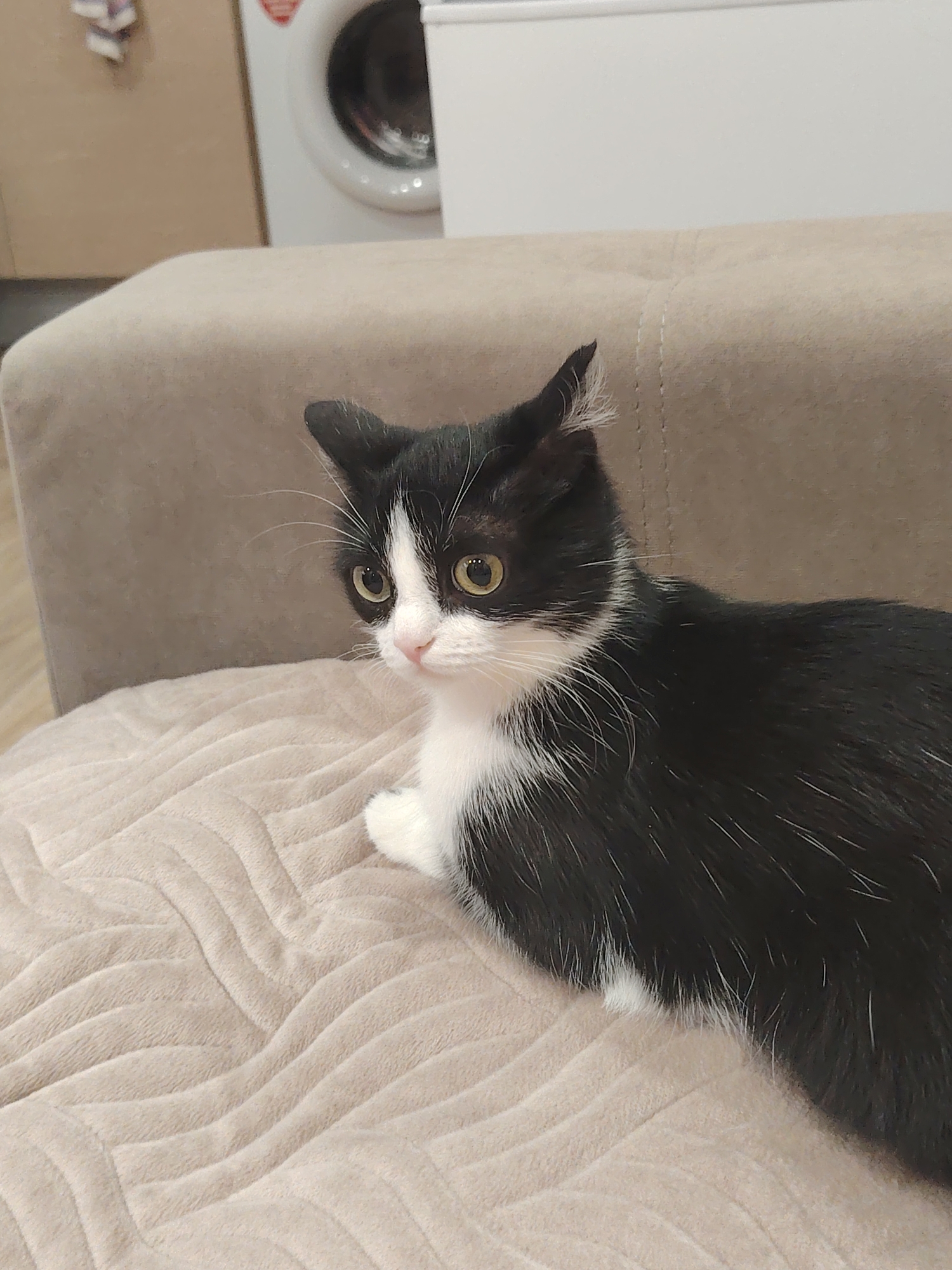 A medium shot depicts a black and white cat resting on a tan textured cushion. The cat is positioned slightly to the right of the frame, its body oriented towards the right, but its head turned to the left. The cat has wide, yellow-green eyes and a pink nose. The background features a beige sofa and a white appliance, possibly a washing machine. The location is unspecified.