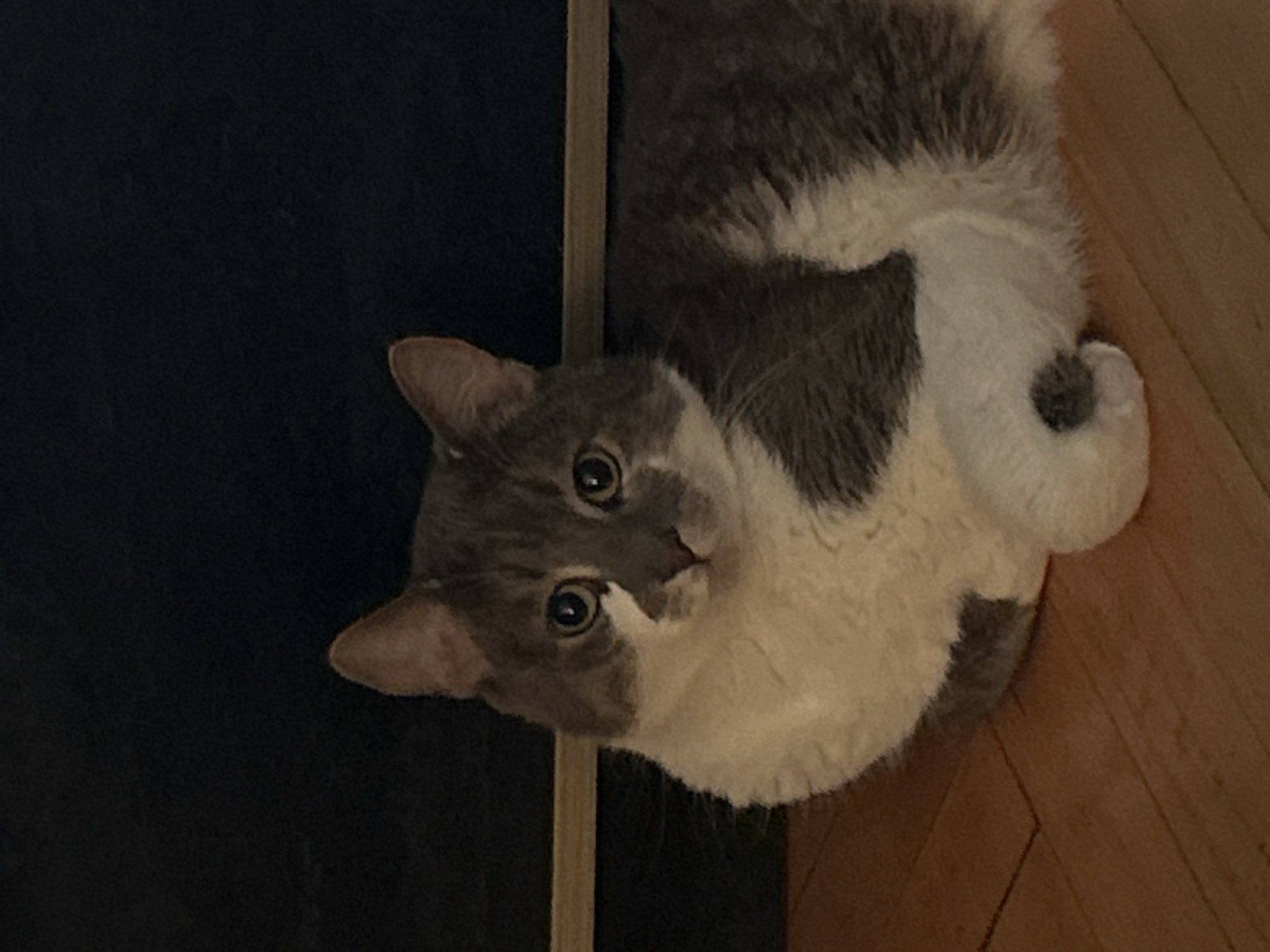 A grey and white cat is lying on a wooden floor in front of a dark background. The cat is looking directly at the camera. The floorboards are laid out in a diagonal pattern. The background appears to be a wall or furniture.