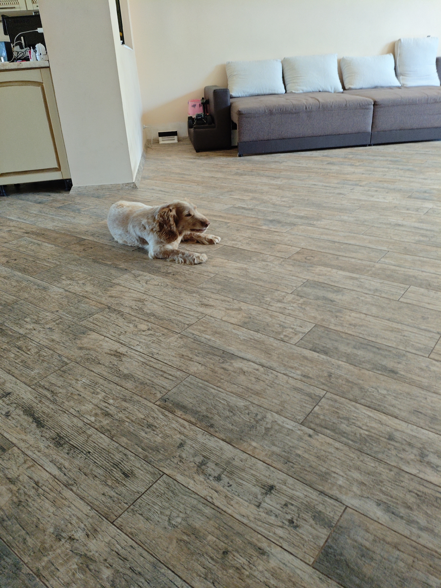 The image captures a dog lying on a wooden-planked floor in an indoor setting. The dog, a light brown and white spaniel mix, is resting on its side, with its head slightly raised. In the background, a brown sectional sofa with light blue cushions is visible against a cream-colored wall. To the left, a portion of a kitchen counter and cabinetry is visible, with a computer monitor and other items on the counter. The overall environment suggests a domestic living space.