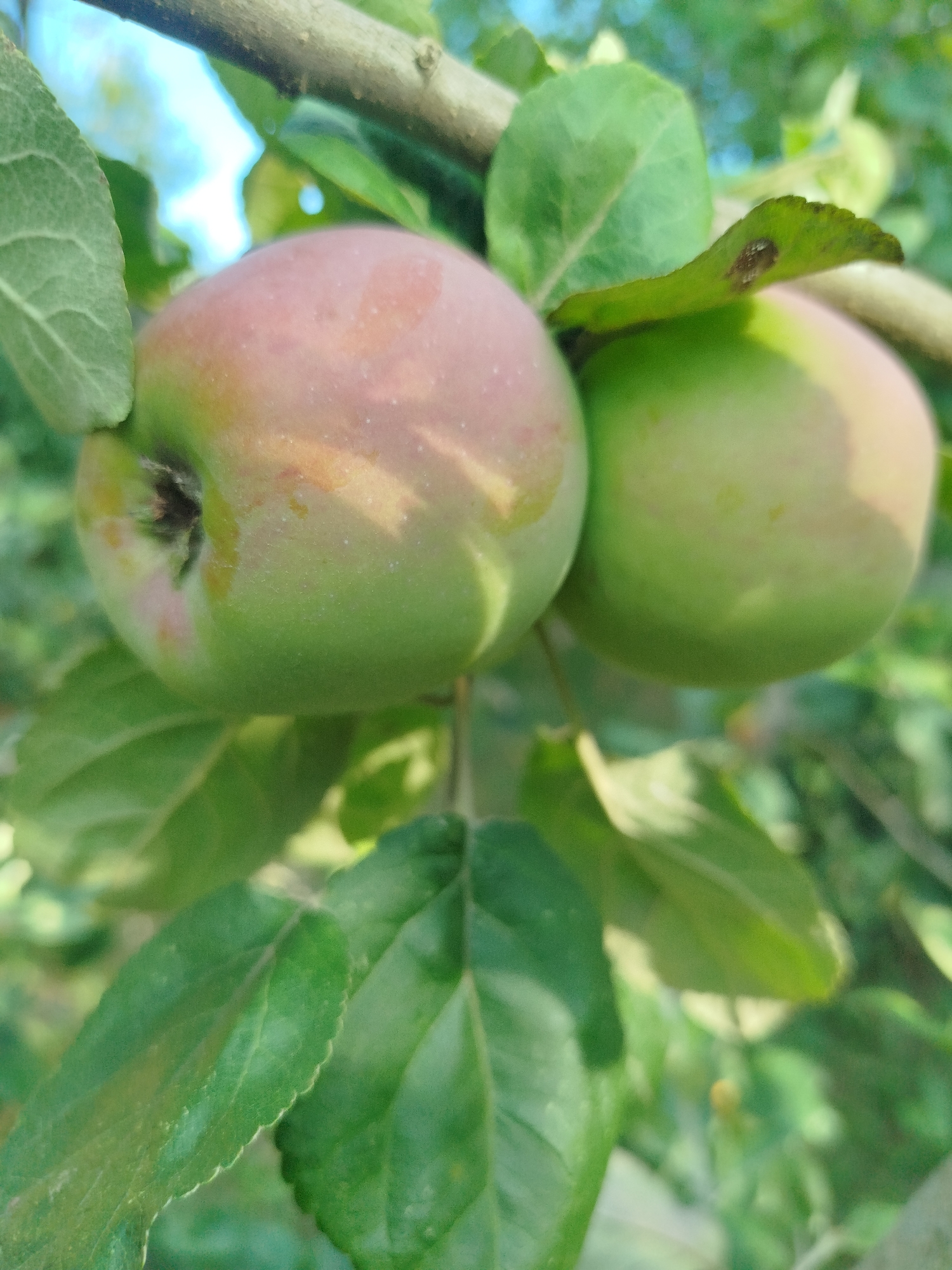 Two unripe apples hang from a branch, surrounded by green leaves and dappled sunlight. The apple in the foreground is partially red and green, while the apple behind it is mostly green. The image was taken in Zastavna, Ukraine.