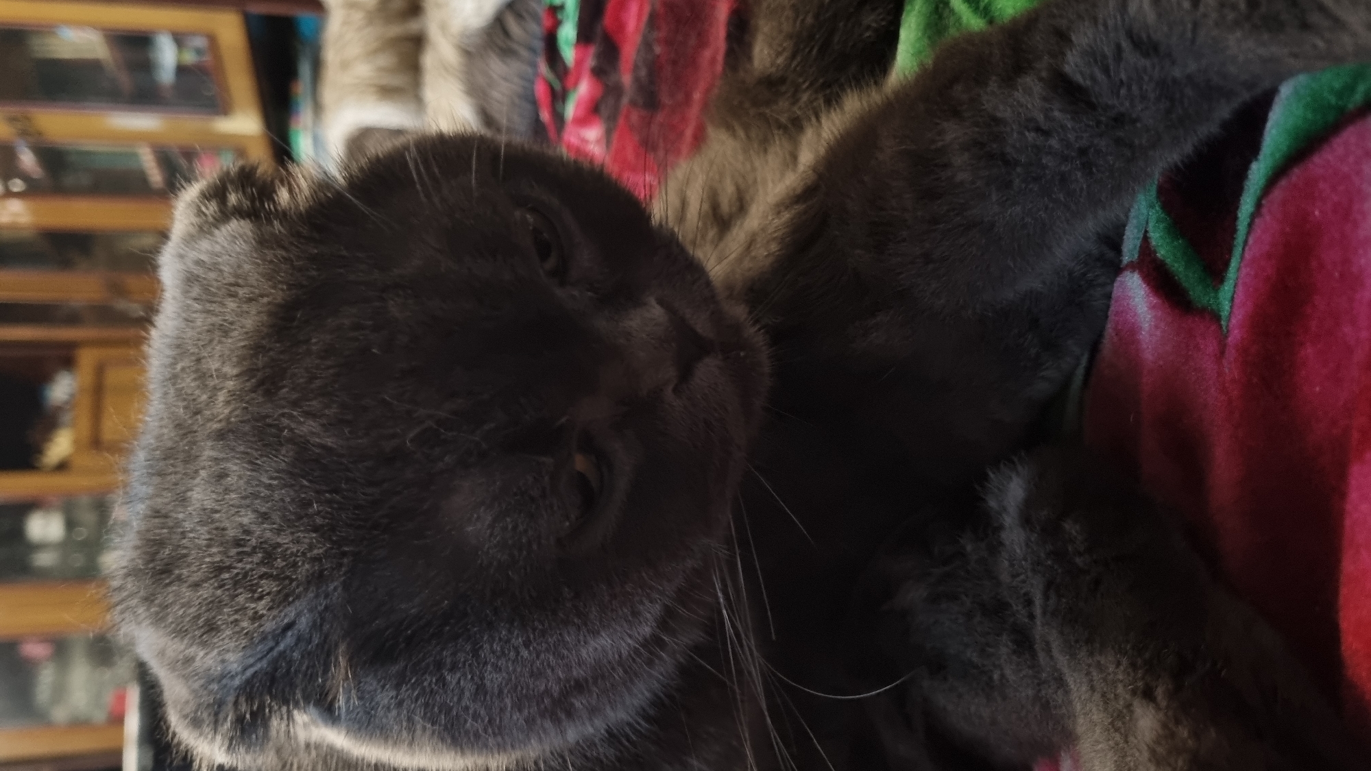 A close-up, low-angle shot shows the head of a grey Scottish Fold cat. The cat is looking down and to the right, with its ears folded forward. Its eyes are partially closed, and its mouth is slightly open. The cat is lying on a red and green patterned blanket. In the background, there is a blurred view of a room with wooden furniture. The image appears to have been taken indoors, possibly in a residential setting. There is no indication of the city of Vysokoe, Russia, in the provided image.
