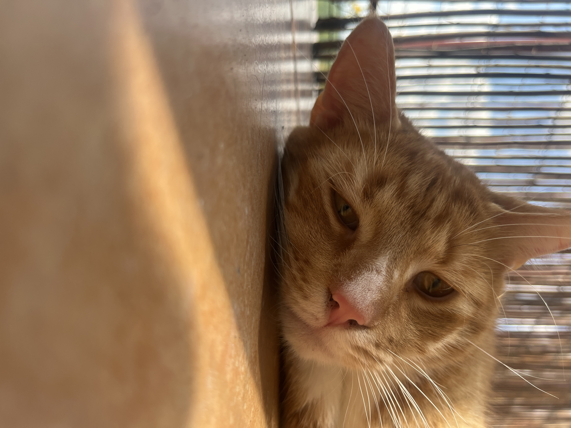 An orange tabby cat lies on a tan tiled surface, its head resting on the ground. The cat's eyes are partially closed, and its body is relaxed. Behind the cat, a bamboo fence is visible, with sunlight filtering through the slats, casting shadows on the ground. The image appears to have been taken outdoors, possibly on a patio or balcony. There is no information in the image that can be used to determine its location in Zabrze, Poland.