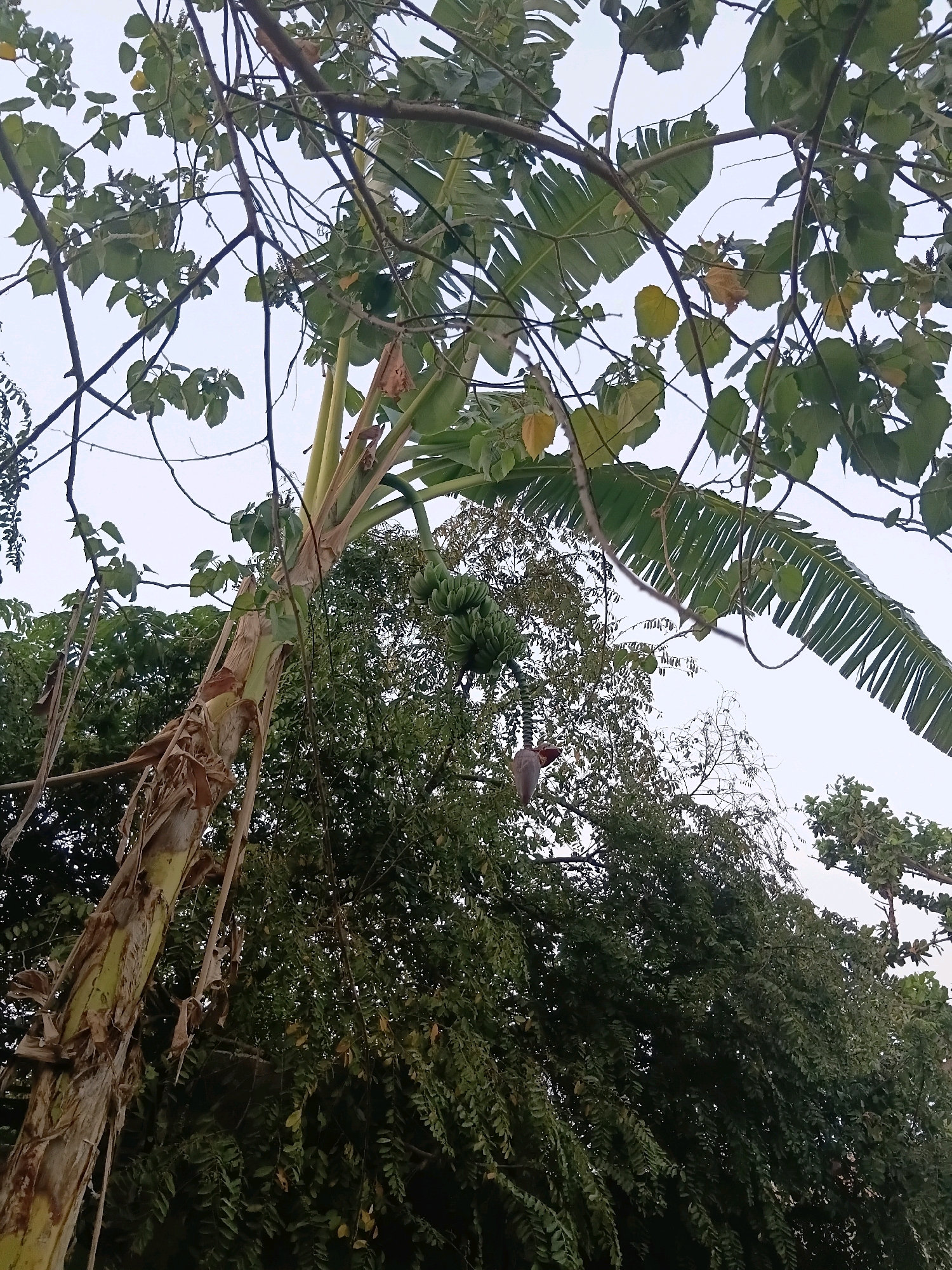The image is a low-angle shot of a banana tree in Cikal, Indonesia. The banana tree is in the foreground, with its trunk angled upwards and to the left. A bunch of unripe bananas hangs from the tree, and a banana blossom is visible below the fruit. The tree is surrounded by lush green foliage, and the sky is visible in the background. The lighting suggests it is daytime, possibly late afternoon, with soft, diffused light. The overall impression is one of natural abundance and rural tranquility.