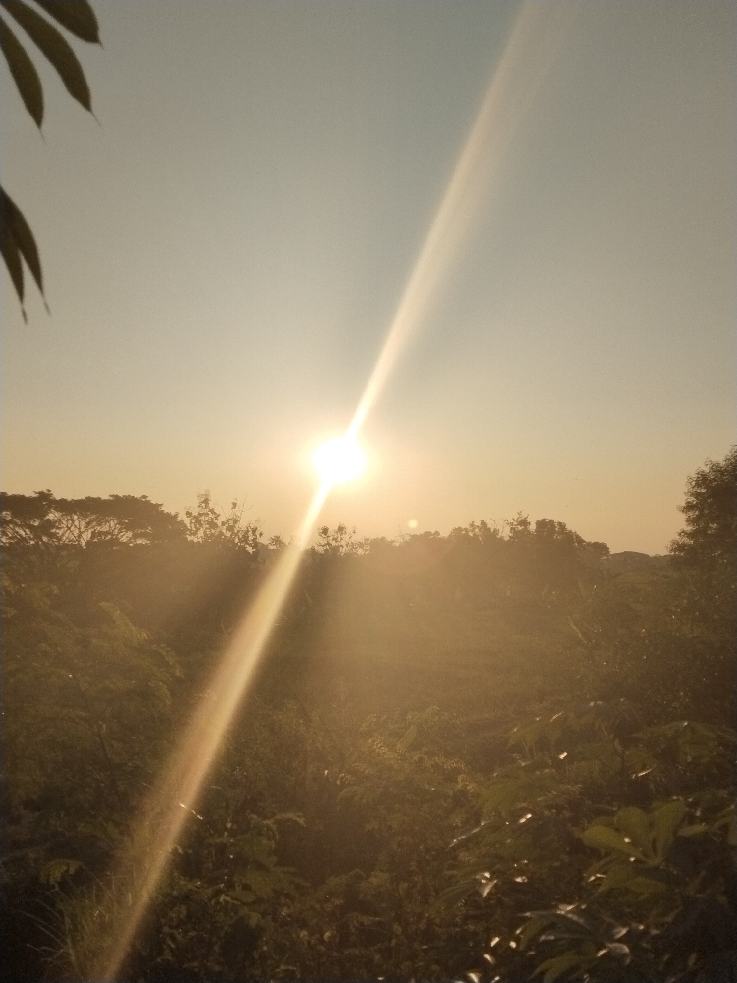 The image captures a rural or semi-rural landscape during sunrise or sunset, in the city of Unknown, Unknown. The sky, occupying the upper third of the frame, is a light grey-blue, transitioning to a warm, pale yellow-orange near the horizon. A brilliant, intensely bright sun is situated in the upper-middle left, emitting a strong, diagonal lens flare that extends from the top-right to the bottom-left corner of the image, illuminating the scene with a golden hue. The foreground and midground consist of dense, dark green foliage, including various trees and leafy plants, appearing partially silhouetted and bathed in the warm, hazy light. Scattered reflections of sunlight are visible on some of the leaves in the lower portion of the image. A line of darker, silhouetted trees forms the distant horizon. In the extreme upper-left corner, parts of several dark, elongated leaves are visible, indicating close-proximity vegetation. No people, animals, or distinct man-made structures are visible.