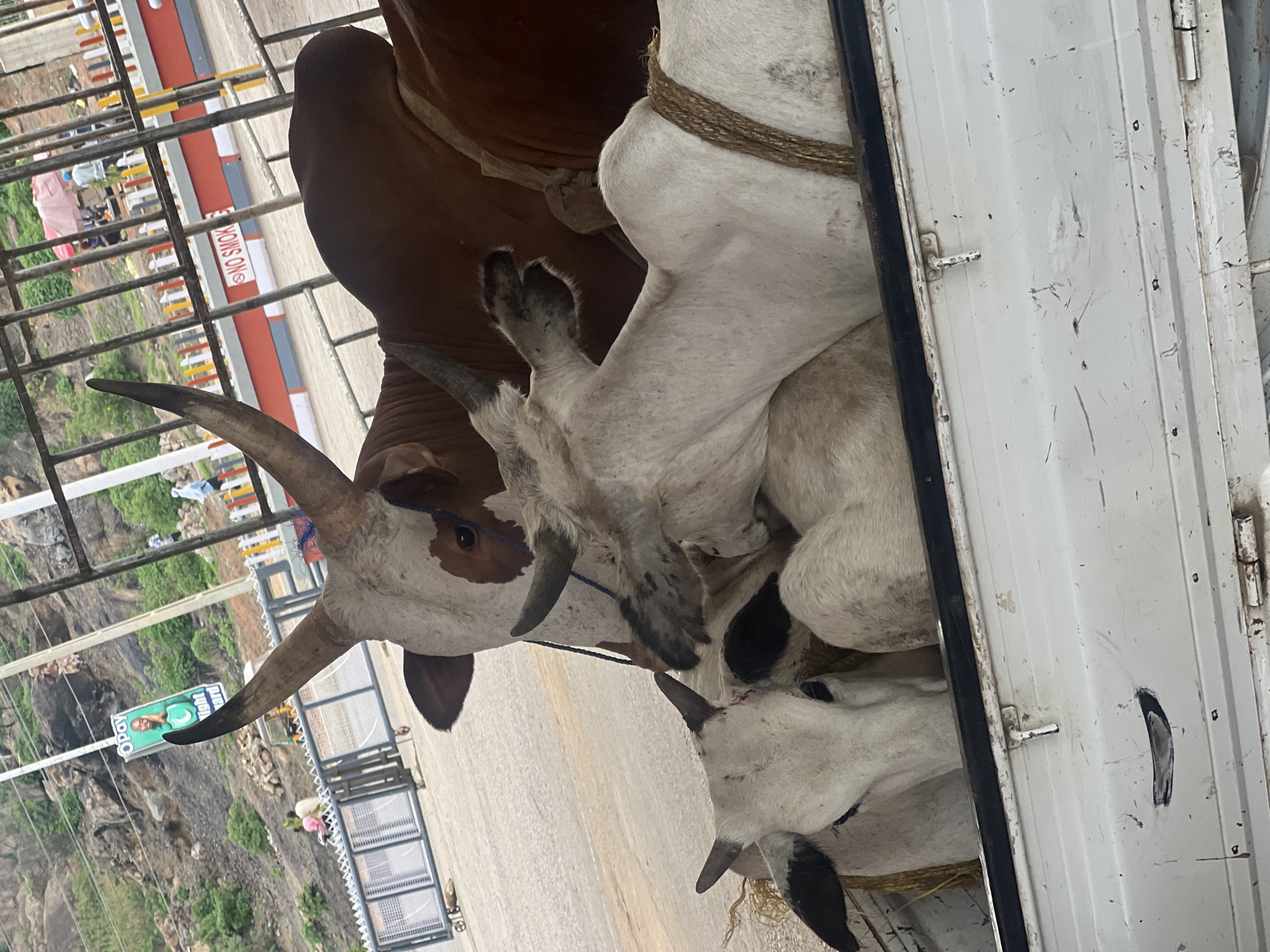 The image shows a close-up view from inside a white truck, focusing on three cows. One cow is brown and white with large, curved horns, and two are white with black markings. The cows are packed tightly together and appear to be tied with rope.
Outside the truck, through a metal barrier, a landscape of Gura Top, Nigeria, is visible, including a hillside and buildings. A sign is visible with the words "NO SMOKING." Further in the distance is a billboard featuring a man wearing a green t-shirt. The environment suggests an urban or semi-urban area.
