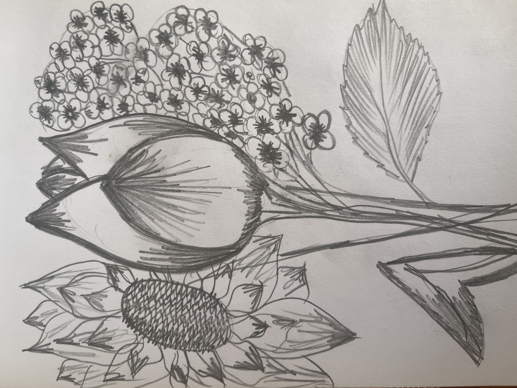 A pencil sketch on paper depicts a floral arrangement. The arrangement features a sunflower on the left, its head facing left, with prominent ray florets and a textured central disk. To the right of the sunflower are two large, pointed buds, likely tulips, drawn with thick pencil strokes. Further to the right, a cluster of small, delicate flowers, resembling elderflowers or hydrangeas, is depicted. A large, serrated leaf extends from the bottom right of the composition. The sketch is rendered in grayscale with varying line weights and shading to create depth and texture. The background is a plain white surface. There are no discernible elements or context within the image that would allow for the identification of its location in Kyiv, Ukraine.