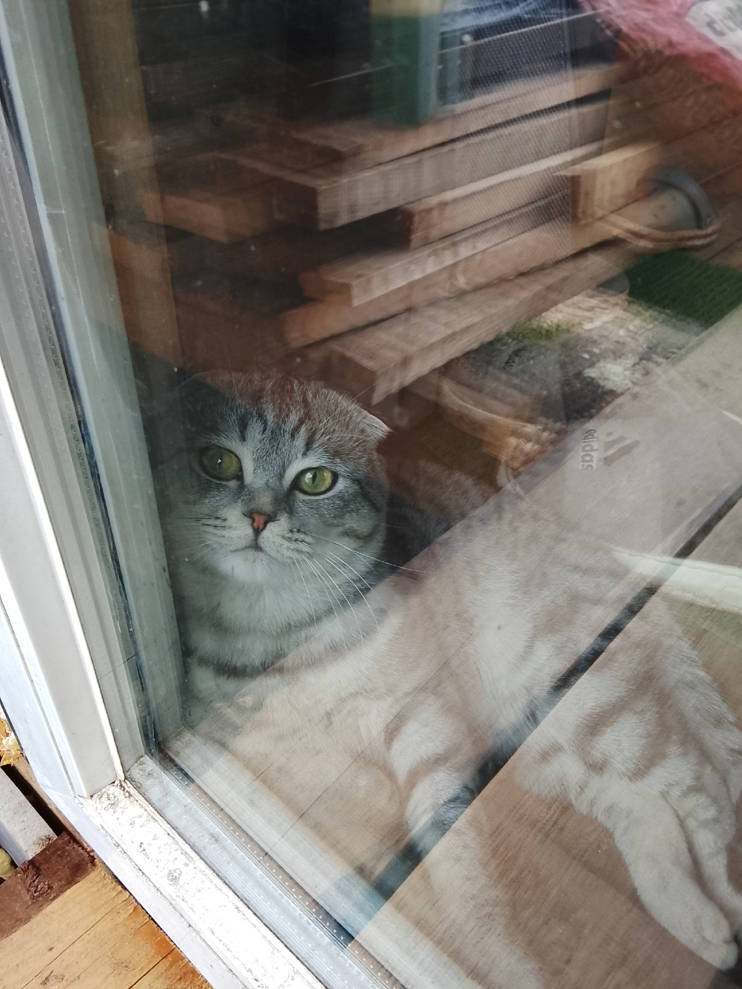 A gray tabby cat with green eyes is looking through a glass window. The cat's head is near the left side of the frame. Behind the cat are wooden planks stacked horizontally. A cardboard box with the Adidas logo is partially visible near the right side of the frame. The location is Высокиничи, Russia.