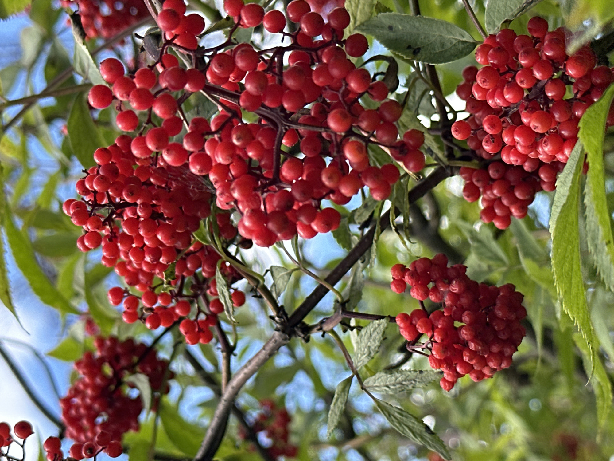 A close-up, eye-level shot captures a cluster of vibrant red berries on a branch, set against a backdrop of lush green leaves and a bright blue sky. The berries are small, round, and grow in dense bunches. Some are perfectly spherical, while others have a slightly flattened appearance. Their color is a rich, deep red, with some hints of orange and yellow where the sunlight catches them.
The branches are thin and dark brown, with a rough texture. The leaves are a lively green, with serrated edges and visible veins. They are slightly out of focus, creating a bokeh effect that makes the berries stand out even more. The sky is a soft, pale blue, peeking through the foliage.
The overall impression is one of natural beauty and abundance. The image evokes a sense of late summer or early autumn, when berries are ripe and ready for harvest. The setting appears to be outdoors, likely in a park or garden, given the presence of trees and the natural lighting. The image does not contain any people or urban elements, suggesting it was taken in a natural setting within Karabanovo, Russia.