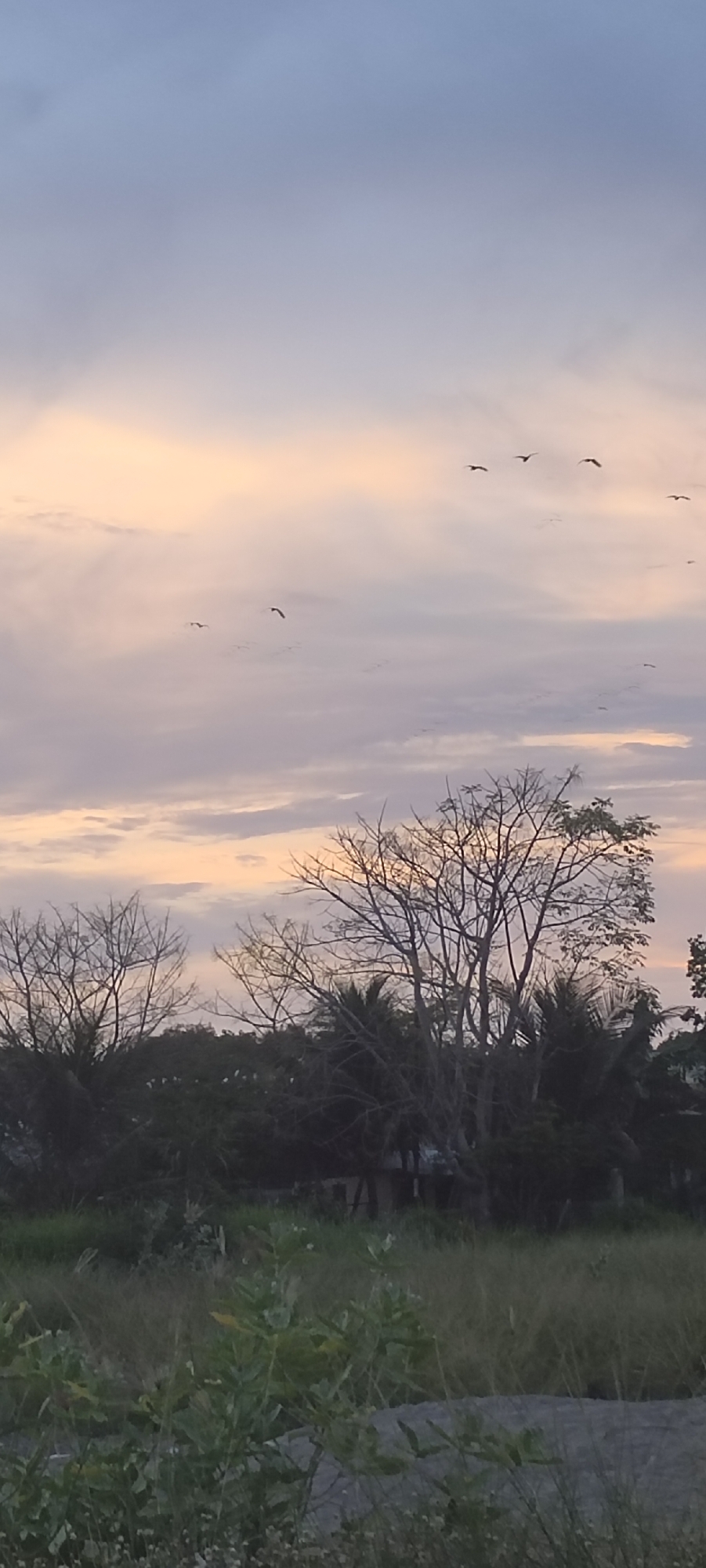 The image shows a landscape at dusk or dawn, likely in Lhokseumawe, Indonesia. The sky is a mix of pastel colors, predominantly light pink, orange, and grey. Several birds are flying in formation in the upper portion of the frame. In the midground, there are several trees; some are bare, and some still have green foliage. The foreground is comprised of vegetation, including tall grasses and shrubs. Behind the vegetation, a house or building is partially visible. There are no people visible in the frame. The scene suggests a rural or semi-rural setting on the outskirts of Lhokseumawe.