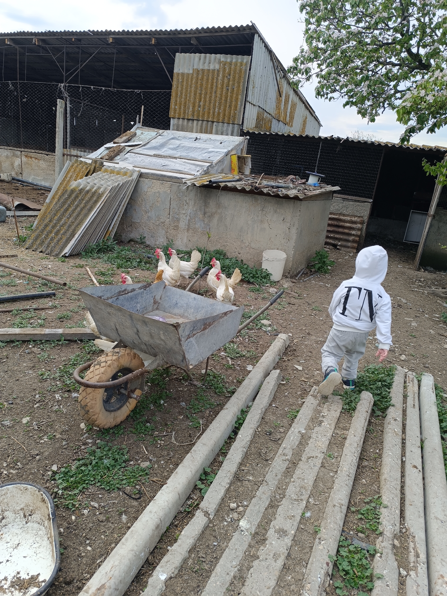 A photograph depicts a rural outdoor scene in Unknown, Unknown. In the foreground, a young child wearing a white hooded sweatshirt with large black lettering on the back, grey pants, and sneakers walks away from the viewer, stepping on a row of concrete beams lying on the ground. To the left, a metal wheelbarrow sits on the dirt, with a worn tire. Several chickens stand near the wheelbarrow. In the background, there is a concrete structure covered with corrugated metal sheets. Behind that, there's a metal-framed structure, possibly a large coop or shelter, with a wire mesh fence. Additional concrete beams are scattered around. The ground is dirt with patches of green vegetation. A metal container is visible in the lower left corner. The lighting suggests a cloudy day.