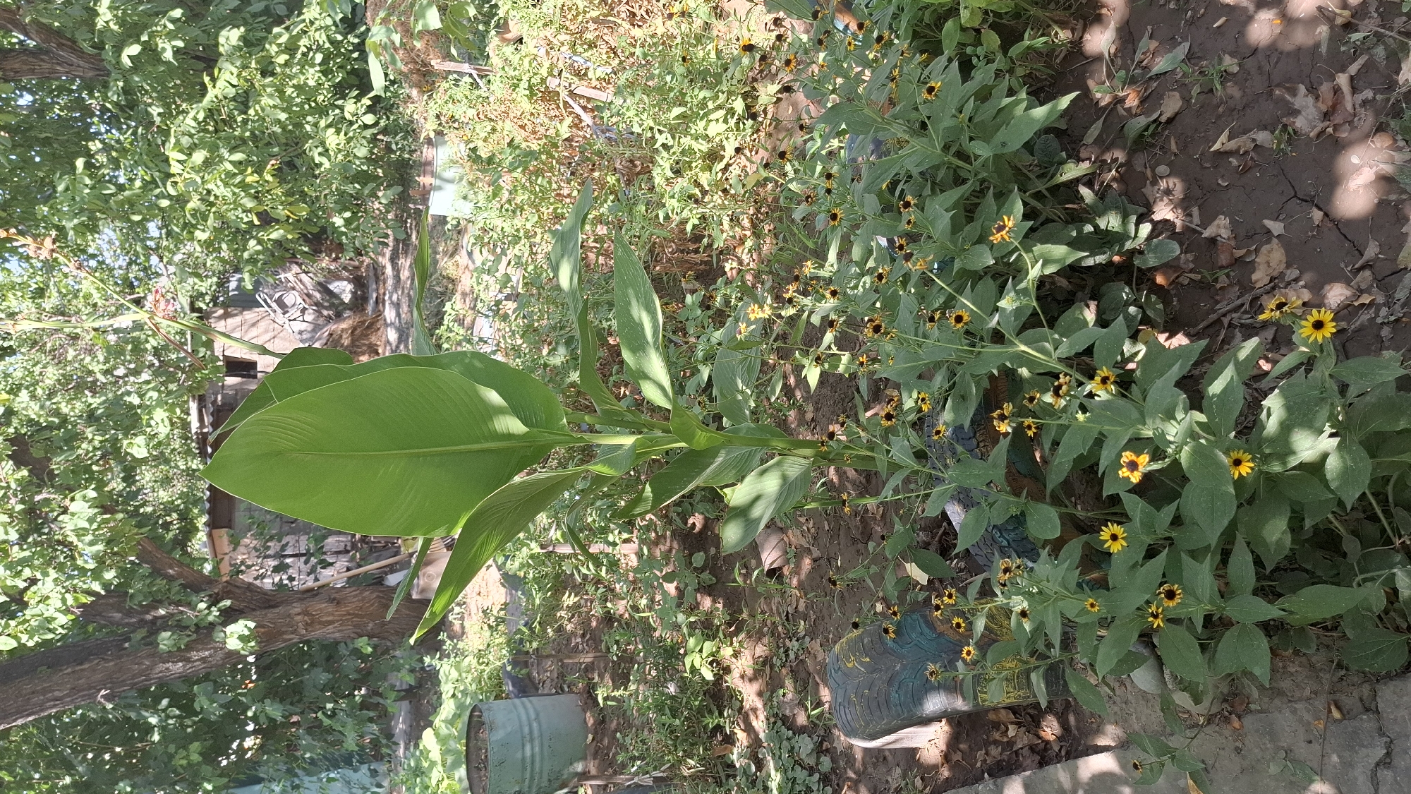 The image captures a sunlit outdoor scene in a garden setting, likely within the city of Shubarssu, Kazakhstan. In the foreground, a cluster of plants with yellow, daisy-like flowers and dark centers are in bloom. Towering over these smaller plants is a larger plant with broad, green, paddle-shaped leaves. To the left of the main floral display, a discarded tire lies on the ground. In the background, a mature tree with rough bark stands prominently, its branches draped with foliage. Behind the tree, a rustic wooden structure, possibly a shed or outbuilding, is visible. The ground is a mix of dry soil and scattered leaves, indicating a warm, possibly arid, environment. The overall impression is of a slightly unkempt but lively garden.