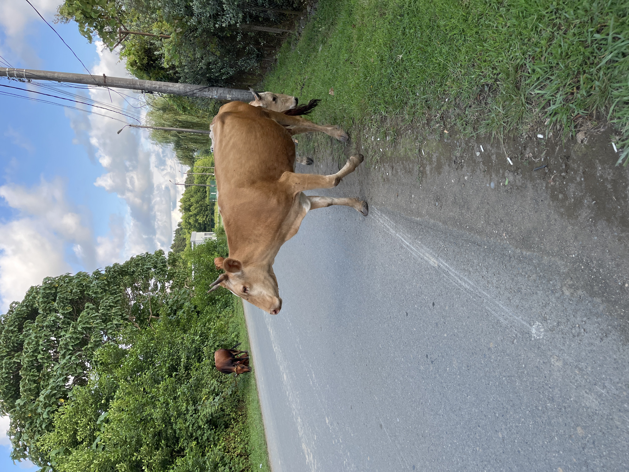 In Ureki, Georgia, on a paved road with a grassy shoulder and a line of trees on the left, a light brown cow is walking across the road from right to left. The cow is facing left, with its head slightly down and turned to the side. Its body is mostly visible, with its legs clearly defined. Behind this cow, partially obscured by its body, is another, darker brown cow also facing left. In the background, on the left side of the road, a darker brown cow is grazing with its head down. The environment suggests a rural or semi-rural setting, with lush green vegetation and a utility pole with wires on the right side of the road. The sky is partly cloudy with a bright blue hue.