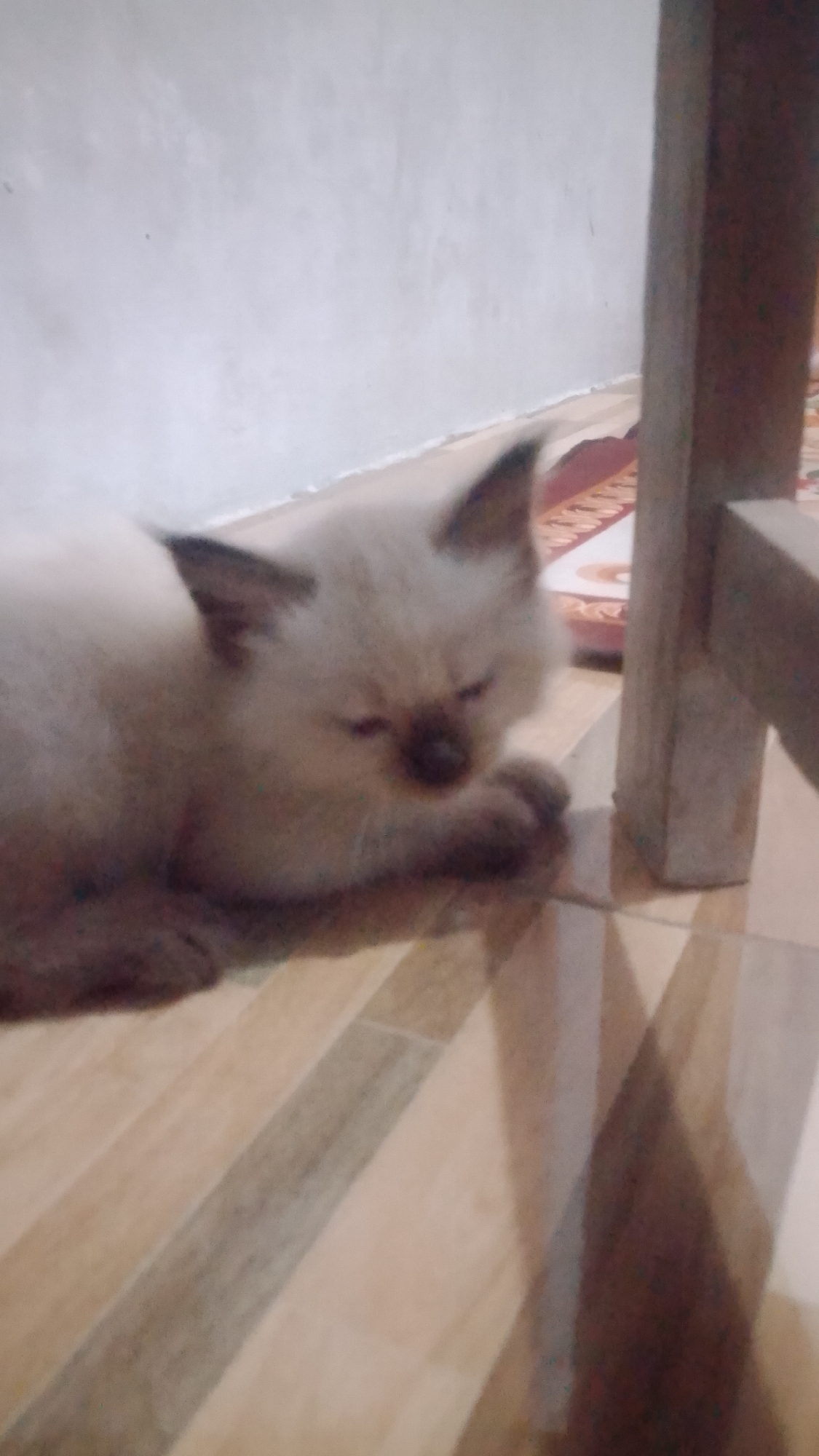 A light-colored kitten with dark points is lying on a tiled floor. The kitten is partially obscured by a wooden object on the right side of the frame. The background shows a light-colored wall. The image is taken indoors, likely in a residential setting in Karanglangu, Indonesia.