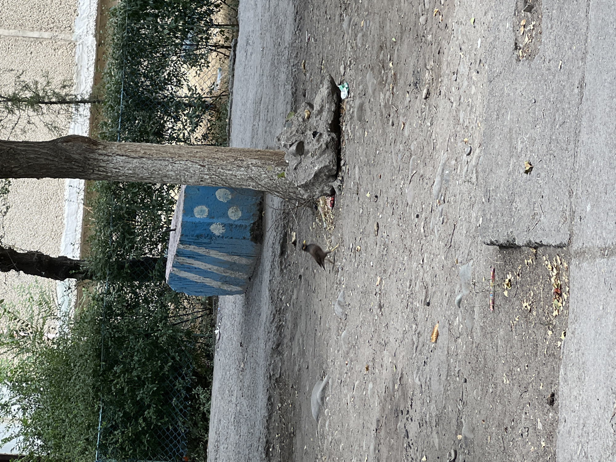 A single bird stands on a dirt path next to a large, rough-hewn gray rock. The bird is dark brown with some lighter markings and has yellow around its eye and beak. Behind the bird, a tree trunk stands vertically. To the left of the bird and tree, a large, rectangular concrete block painted blue with white stripes and white circles is visible. In the background, a chain-link fence runs horizontally, behind which are dense green bushes. Further back, a building with a textured facade and white trim can be seen. The ground is a mixture of dirt, small stones, and scattered fallen leaves. The scene appears to be an outdoor urban environment.