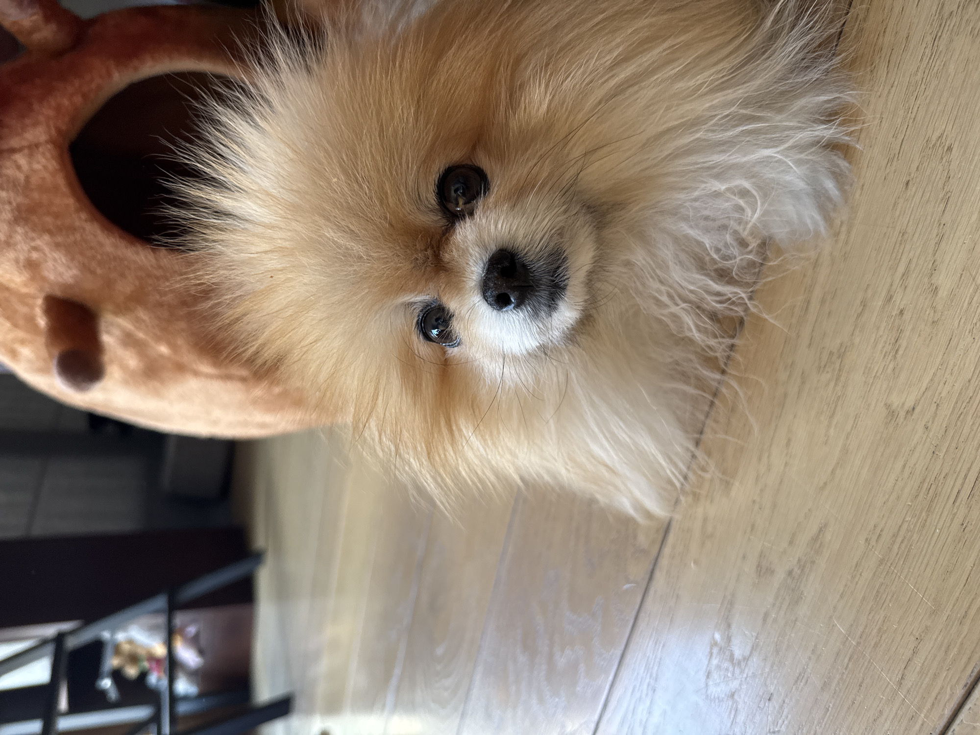 The image captures a fluffy, light-colored Pomeranian dog, predominantly cream and light brown, lying on a light wooden floor. The dog's head is angled slightly, and its large, dark, expressive eyes look directly towards the viewer. Its small, black nose is also prominent. To the dog's left, a portion of a soft, brown dog bed or house, possibly shaped like an animal, is visible. The wooden floor beneath and around the dog features distinct grain patterns and some minor surface wear, indicative of an indoor setting. In the blurry background, dark furniture or shelving units with indistinct items can be perceived. The lighting suggests it is daytime, providing clear illumination for the dog's features and fur. The dog's expression appears attentive and curious. There is no visible text in the image. The location context for this scene is Warsaw, Poland.