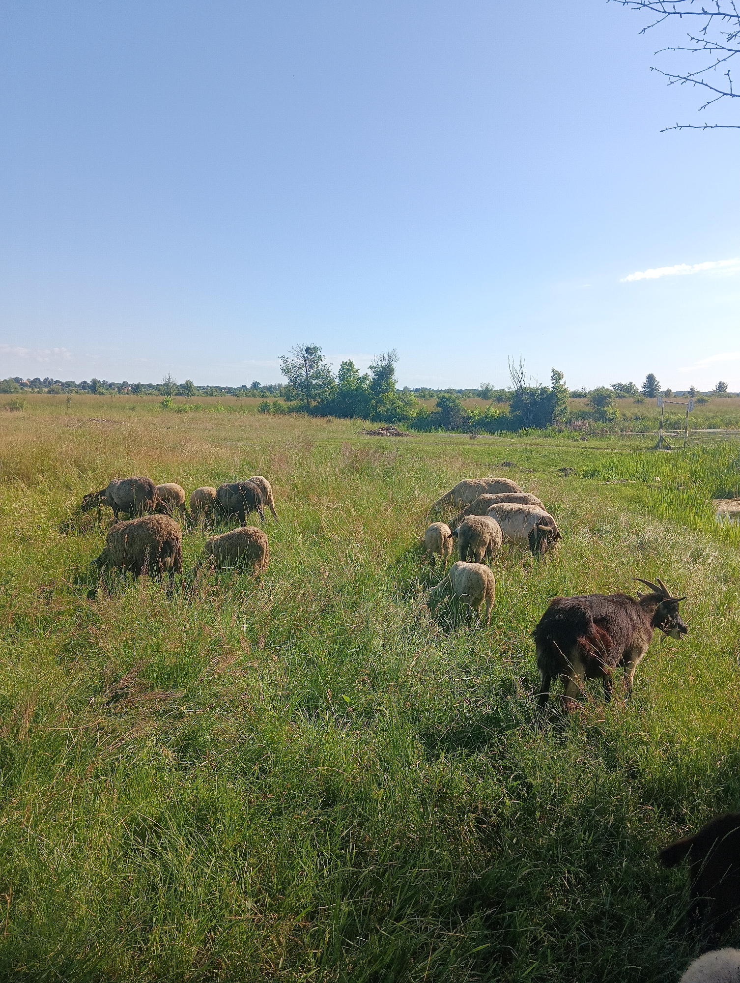 An outdoor, vertical, eye-level shot captures a flock of sheep and a goat grazing in a grassy field under a clear blue sky. The field is lush with green grass and some taller, dry stalks. In the foreground, a dark-colored goat with horns is facing right, eating grass. Behind the goat, a group of sheep are spread out, also grazing. Some of the sheep are light brown or white, while others appear darker. The middle ground of the image shows more of the field with scattered trees and shrubs in the distance. The background is dominated by the expansive blue sky, with a few wispy white clouds on the right side. The overall scene depicts a peaceful rural or pastoral setting.