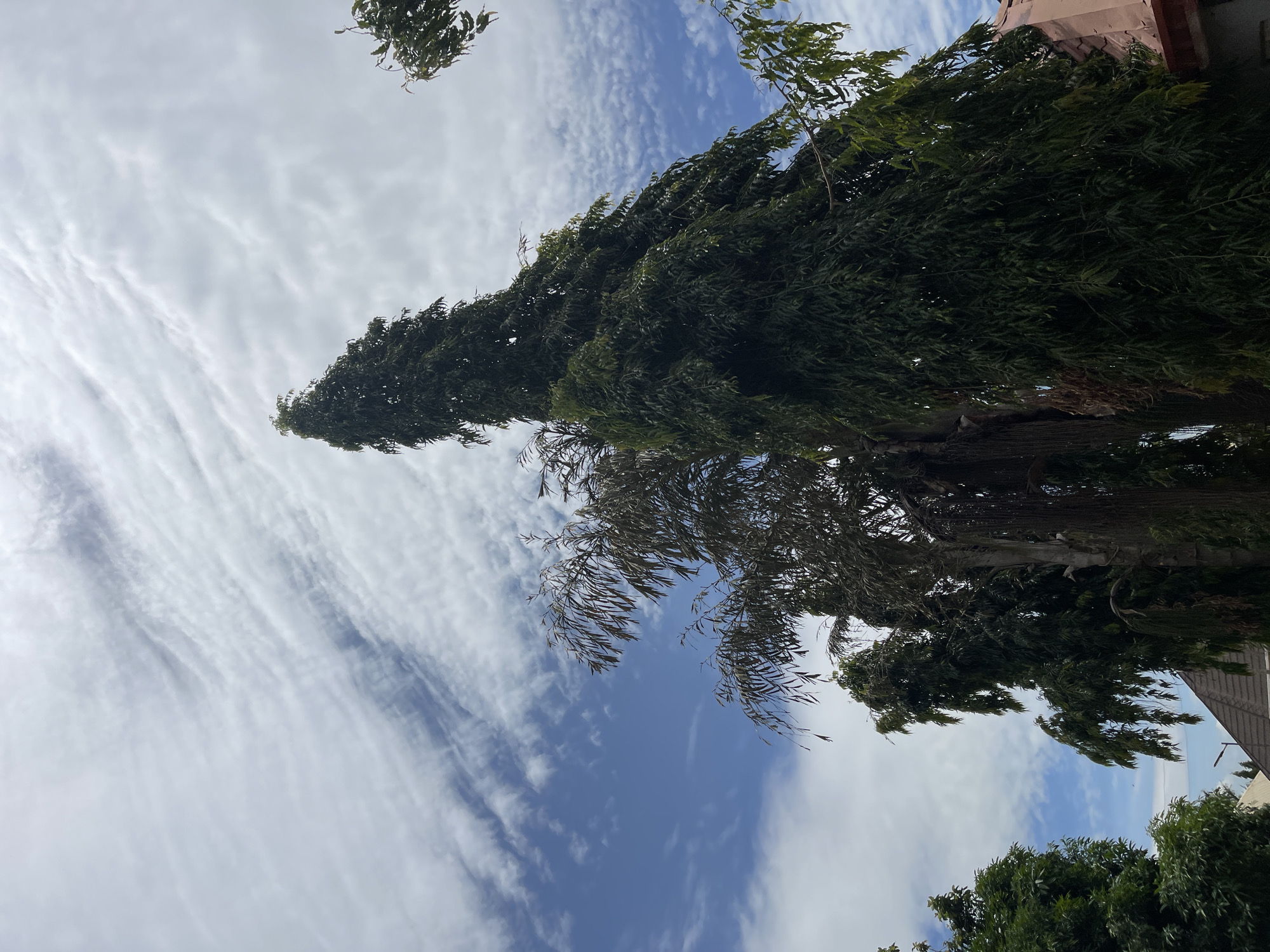 The image presents an upward view of a partially clouded sky and dense tree canopy in Rafin Bauna, Nigeria. The sky occupies the upper two-thirds of the frame, displaying patches of clear blue contrasting with extensive white stratocumulus and cirrocumulus clouds exhibiting a discernible horizontal streaking pattern. A tall, slender, dark green columnar tree, consistent with *Polyalthis longifolia*, dominates the right-center, extending from the lower edge almost to the top. To the left of this tree, a palm-like tree with numerous dried, brownish fronds is visible. Further to the right, another tree presents a section of its trunk and multiple long, thin, hanging aerial roots or vines. Additional dark green foliage from other trees is present on the far left and the top right. In the bottom-right corner, a section of a building with a reddish-brown tiled roof is visible. A utility pole or street lamp structure is faintly discernible against the sky in the lower-middle portion of the image. A lighter-colored roof is partially visible in the bottom-left beneath dense foliage. No human subjects or discernible actions are depicted.