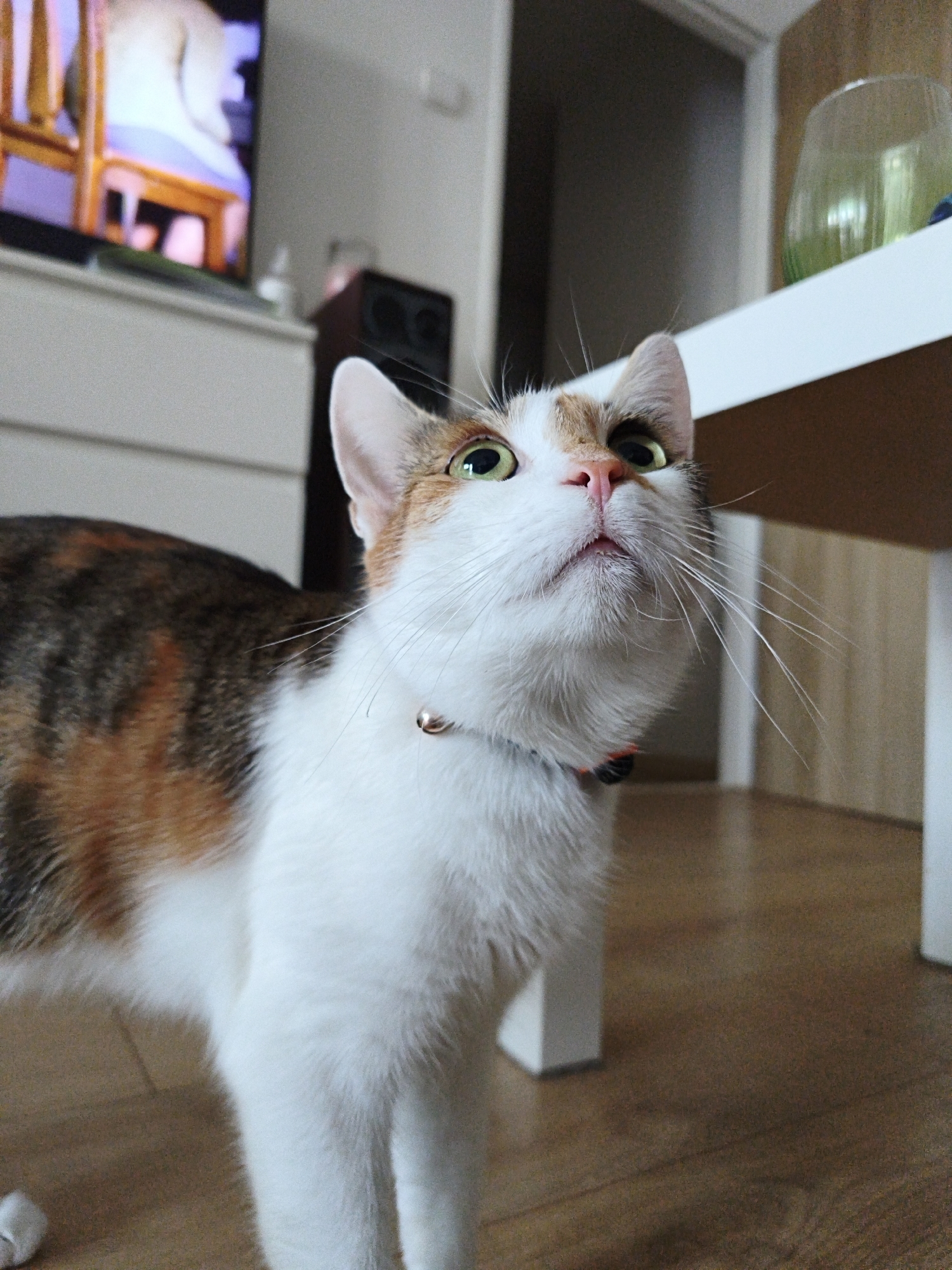 A calico cat is captured in a close-up, low-angle shot, looking upwards with wide, green eyes. The cat has white fur with patches of brown and black on its back and head. It is wearing a collar with a small, gold-colored bell. The background shows a wooden floor, a white table, and furniture. The overall scene suggests an indoor environment, likely a home. There is no indication of the location being the city of Most, Czechia.