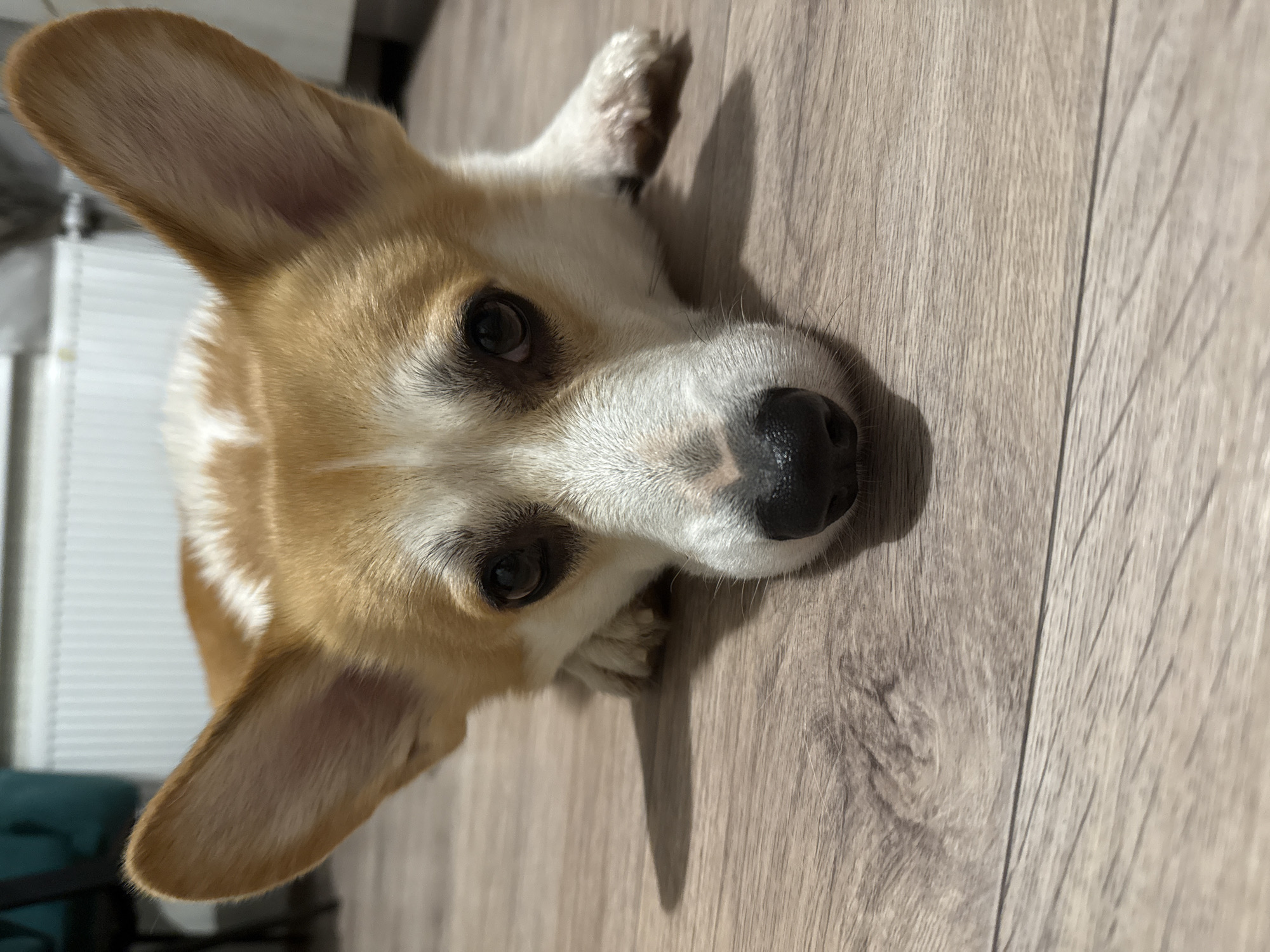 The image shows a close-up of a Corgi dog lying on a wooden floor. The dog's head is in the foreground, with its ears perked up. Its eyes are dark brown and it has a black nose. The dog is tan and white. The background is blurred and shows a white radiator and a portion of a dark chair. The image does not provide any information about the city of Perm, Russia.
