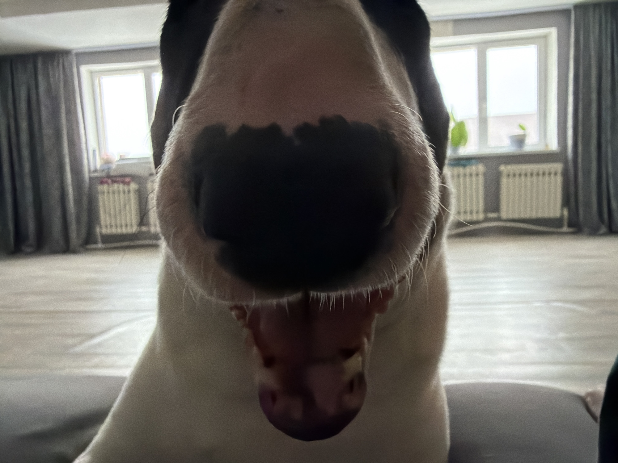 A close-up, nearly point-blank shot shows the large snout of a black-and-white dog, likely indoors. The nose is the primary focus, filling much of the frame with its textured surface and the details of its nostrils and whiskers. The dog’s mouth is slightly open, revealing part of its tongue. In the blurred background, two windows are visible, revealing an outdoor setting with what appear to be radiator units, suggesting a residential or indoor space. The location is Chaikovsky, Russia, is not evident from the image. Grey curtains flank the windows. The floor appears to be carpeted or smooth with a light color. A hint of a green object is seen at the right edge of the image.