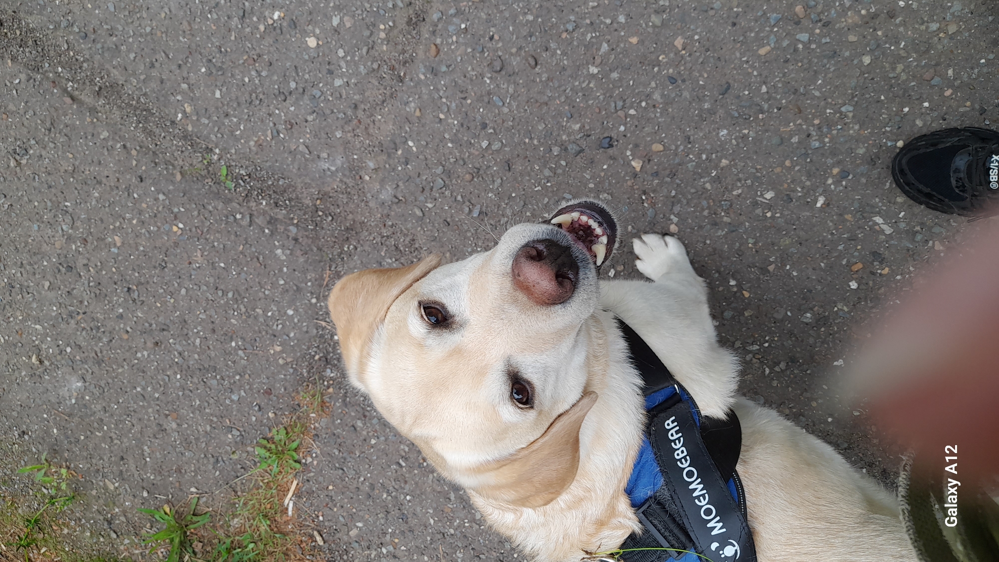 An overhead shot captures a happy cream-colored Labrador Retriever lying or sitting on a grey, gravelly concrete or asphalt surface, looking directly up at the camera. The dog's head is tilted back, its mouth slightly ajar, revealing its teeth in what appears to be a playful or panting expression. Its brown eyes are wide and focused.
The dog wears a blue and black harness with the text "MOEMOEBEAR" and a small logo, possibly a bear head, visible on the black strap across its chest. To the right of the dog, the toe of a black sneaker with white text "X-JSB®" is partially visible, suggesting a person is standing nearby. In the bottom right corner, a blurry, light-colored finger or thumb extends into the frame, likely belonging to the person holding the camera.
The ground features small pebbles embedded in the concrete, and sparse green vegetation, including small blades of grass, can be seen along the left and bottom edges of the frame. The lighting suggests it is daytime, possibly overcast, given the lack of harsh shadows. A "Galaxy A12" watermark is present in the lower right corner. The scene depicts a simple, joyful moment between a pet and its owner in an outdoor setting in Марковский, Russia.