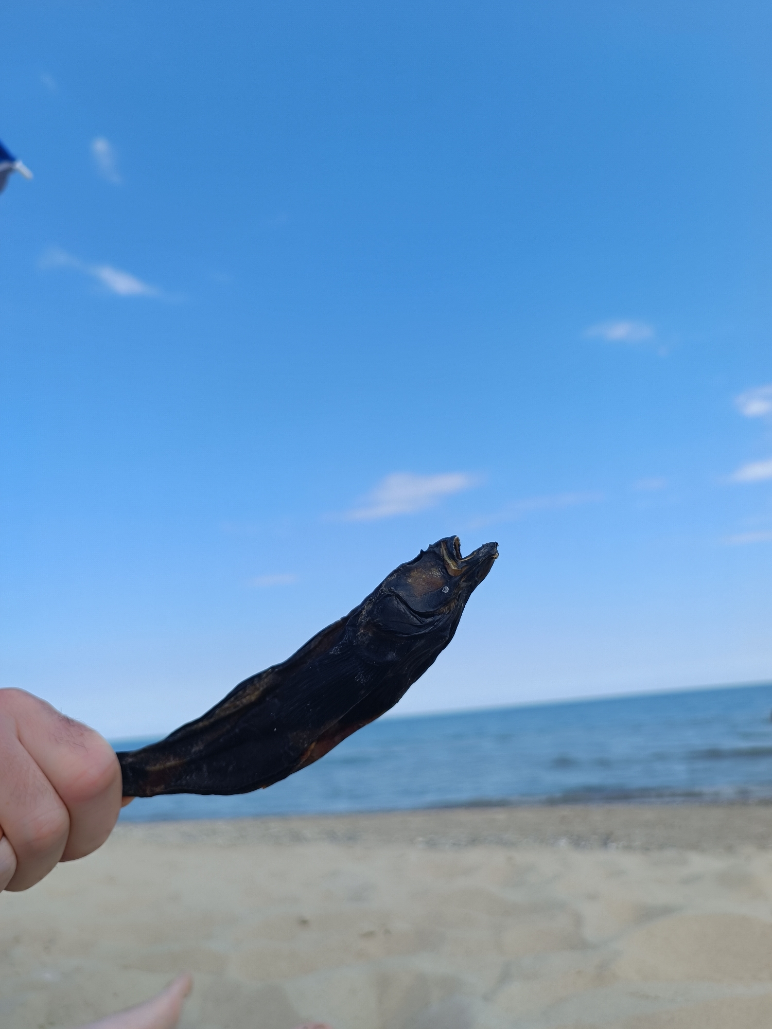 An individual's hand is holding a dried, dark-colored fish in the foreground. The fish is positioned diagonally, with its head facing towards the right and its mouth open, revealing its interior. The background shows a beach with sand, the ocean, and a bright blue sky with scattered clouds. The scene appears to be outdoors on a sunny day, likely at a coastal location.