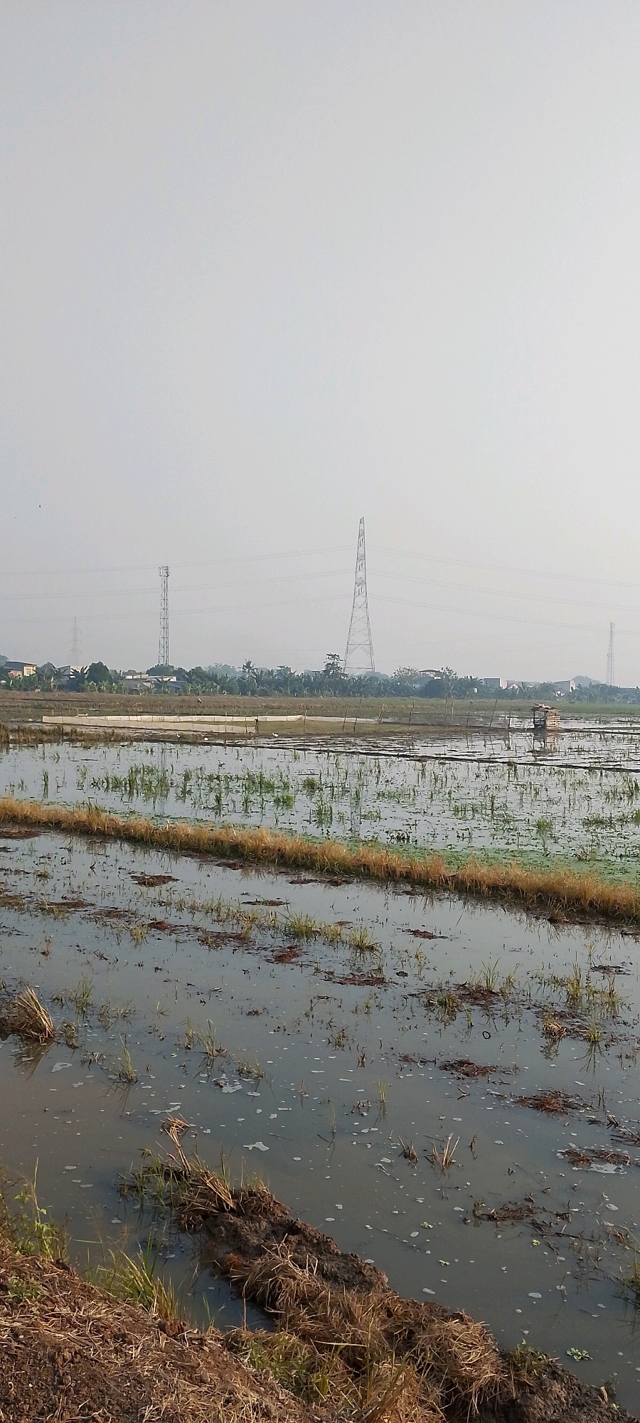 This is a vertical, medium-wide shot of a flooded rice paddy field in the city of Satriajaya, Indonesia. The sky is overcast and a pale, hazy white. In the distance, several tall transmission towers stand against the horizon, with power lines connecting them. Below the towers, a line of trees and some buildings are visible. The foreground and middle ground of the image are dominated by the flooded paddy field. The water reflects the hazy sky and the surrounding environment. Patches of dry grass and mud are visible in and around the water, suggesting that the field may have been recently harvested or is in preparation for planting. There is a small, rustic shelter with a thatched roof visible in the middle ground. The overall impression is one of a rural agricultural landscape.