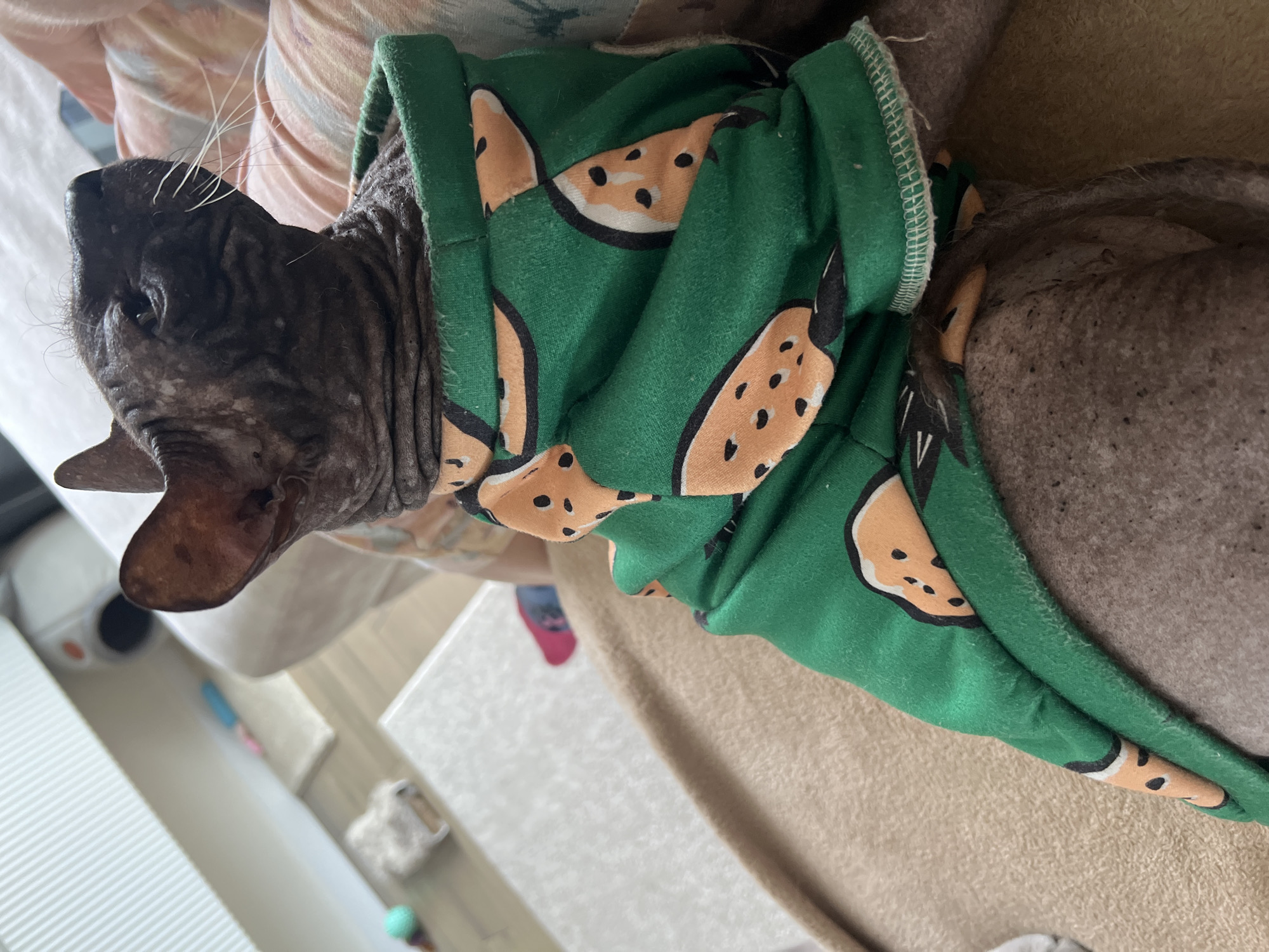 A hairless cat wearing a green watermelon-print shirt is sitting on a beige blanket indoors. The cat is facing away from the camera and looking to the left. In the background, there are some toys and a white surface.