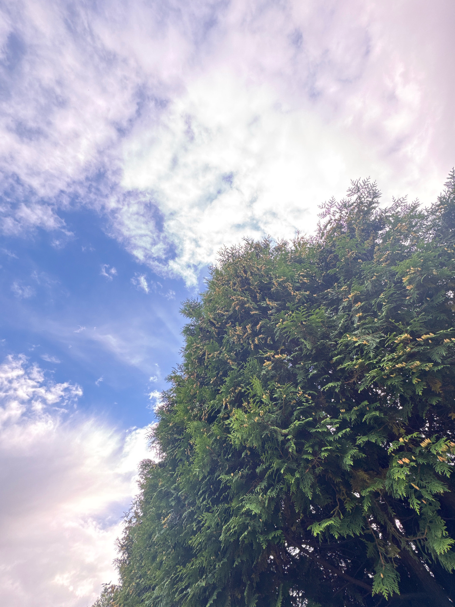 An upward-angle, medium shot captures a lush green evergreen tree dominating the right side of the frame. The tree's dense foliage, with small, light-colored cones scattered throughout, fills the lower right and extends to the bottom edge. The left side of the image reveals a partly cloudy sky. The sky transitions from a deep blue near the bottom left to lighter shades of blue and soft, wispy white and pale pink clouds towards the top. The light suggests it is either early morning or late afternoon. There are no people or animals visible in the image.