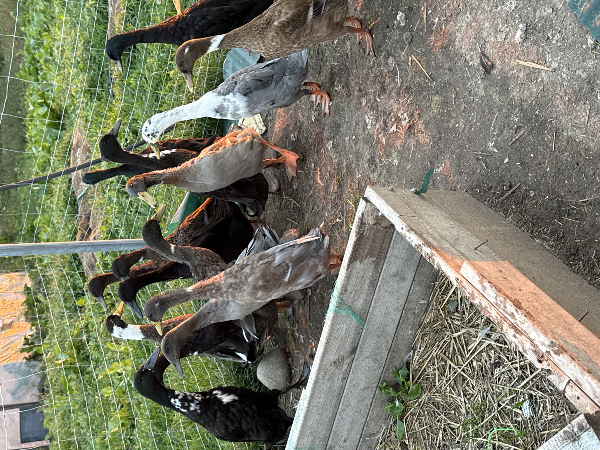 The image depicts a group of domestic ducks in an outdoor enclosure. The enclosure appears to be a fenced area with a wire mesh fence in the background and a raised wooden planter or trough in the foreground. The ground is dirt with some scattered straw and debris. The ducks are of various breeds and colors, including black, brown, and white and grey speckled. They are standing and walking around the enclosure. The lighting suggests it is either early morning or late afternoon. The scene is located in Galinė, Lithuania.