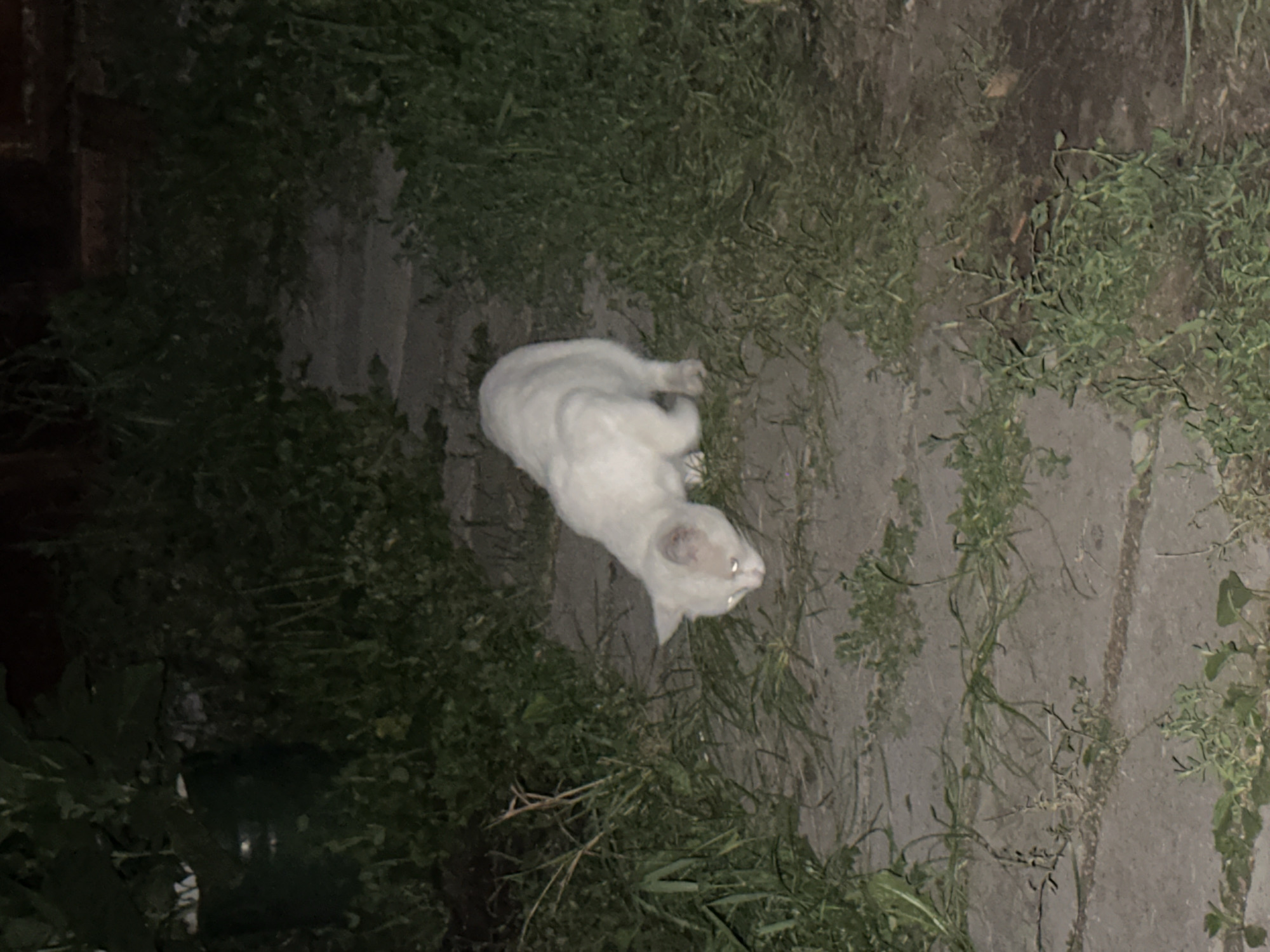 A white cat is seen crouched on a pathway, which appears to be made of concrete slabs or paving stones, surrounded by grass and foliage. The cat is in the center of the image, looking downwards towards the pathway. The lighting suggests it is nighttime or a very dimly lit area. The environment appears to be an outdoor urban setting, possibly a backyard or a less maintained public space in Biysk, Russia. The cat's fur is white and it has light-colored eyes that reflect the ambient light. There are no other living beings or prominent man-made structures visible in the immediate vicinity of the cat.