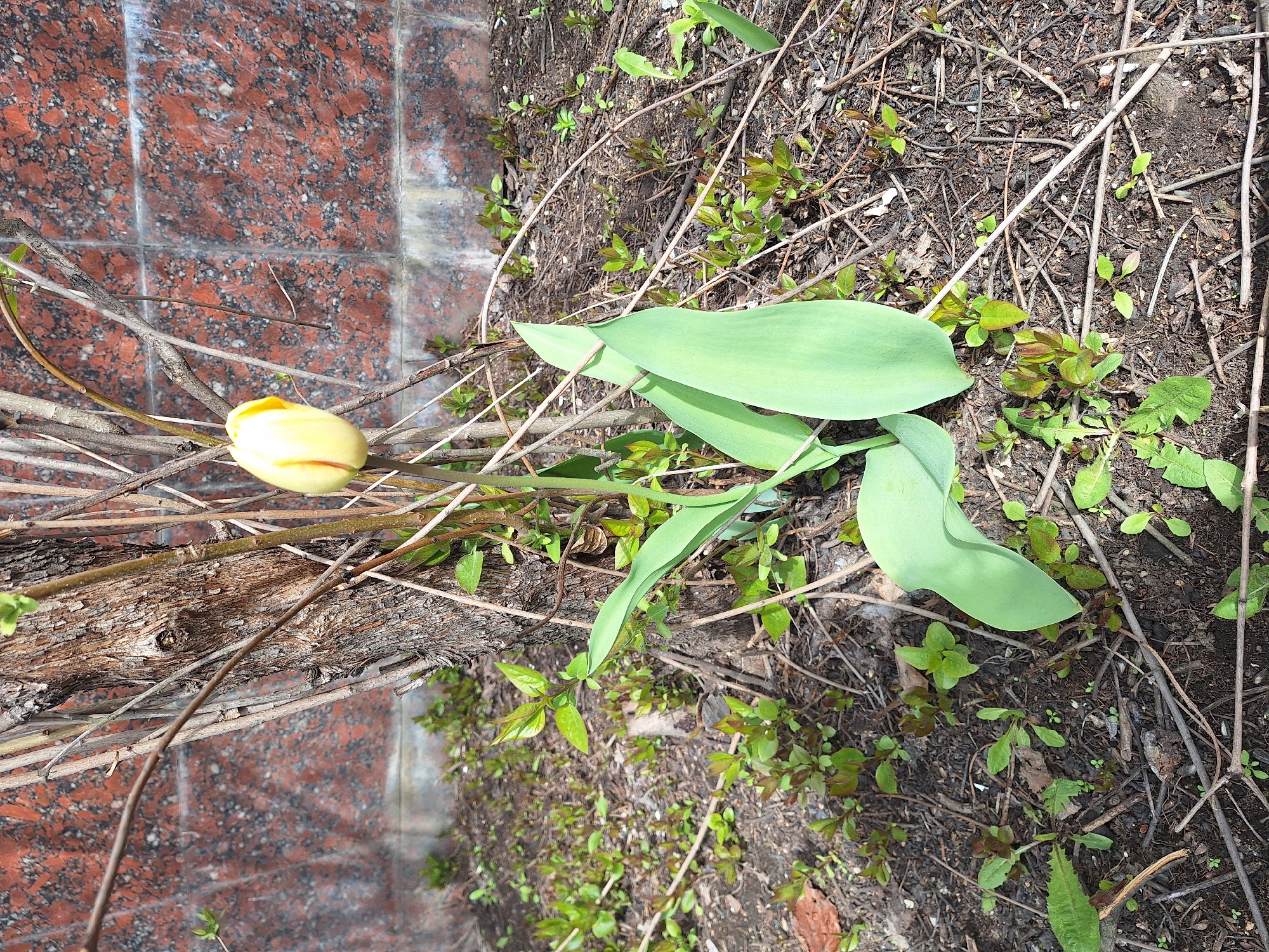 The image presents an outdoor scene featuring a single, pale yellow tulip bud emerging from the ground. The tulip is positioned towards the left side of the frame, its waxy petals tightly closed. Below and around it are several broad, bright green leaves belonging to the tulip plant, two of which are prominently displayed towards the center-right.
The ground itself is a mix of dark soil and abundant organic matter, including numerous dry, thin branches, twigs, and fallen leaves. Interspersed among this debris are many small, vibrant green sprouts and young plants, some with reddish-brown leaf tips, indicating fresh spring growth. A thicker, gnarled piece of wood or bark is visible horizontally, running through the middle of the frame.
To the left, a distinct border is formed by red and black speckled granite or stone tiles. These tiles show some reflection, suggesting a clean or possibly wet surface, creating a contrast with the natural earth. The lighting is bright and natural, typical of daytime, illuminating the scene and highlighting the textures of the soil, wood, and plant life. No human activity or visible text is present. The overall impression is one of early spring, with new life pushing through the remnants of winter. The location context for this scene is Khimki, Russia.