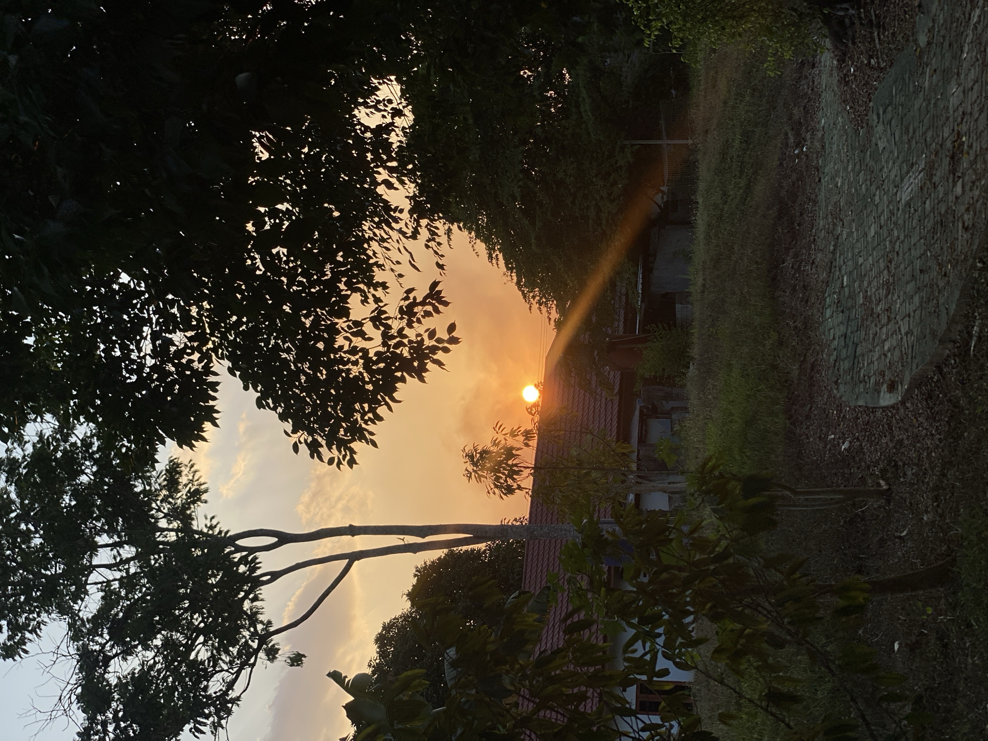 This photograph captures a sunset scene in Banjarbaru, Indonesia, with a focus on the natural landscape and residential structures. The sky is illuminated by the setting sun, which appears as a bright orange orb peeking through the foliage. Streaks of light, characteristic of a sunset, are visible, casting a warm glow over the scene.
In the foreground, a paved pathway made of interlocking bricks curves towards the right side of the image. The pathway is surrounded by dry leaves and sparse vegetation, suggesting a slightly unkempt or natural environment.
Further into the scene, a modest residential building with a red tiled roof is visible. The structure appears to be single-story, with some of its walls painted white. Adjacent to the building are various trees and shrubs, their silhouettes dark against the bright sky. One prominent tree with thin branches stands in the left-center of the image, its form silhouetted. Another dense cluster of trees with darker foliage occupies the right side, partially obscuring the view of the sky.
The overall impression is one of a tranquil evening in a semi-rural or suburban setting within Banjarbaru, where nature and human habitation coexist. There are no people or animals clearly visible in the frame. The light and atmospheric conditions strongly indicate that the photograph was taken during the golden hour, just before sunset.