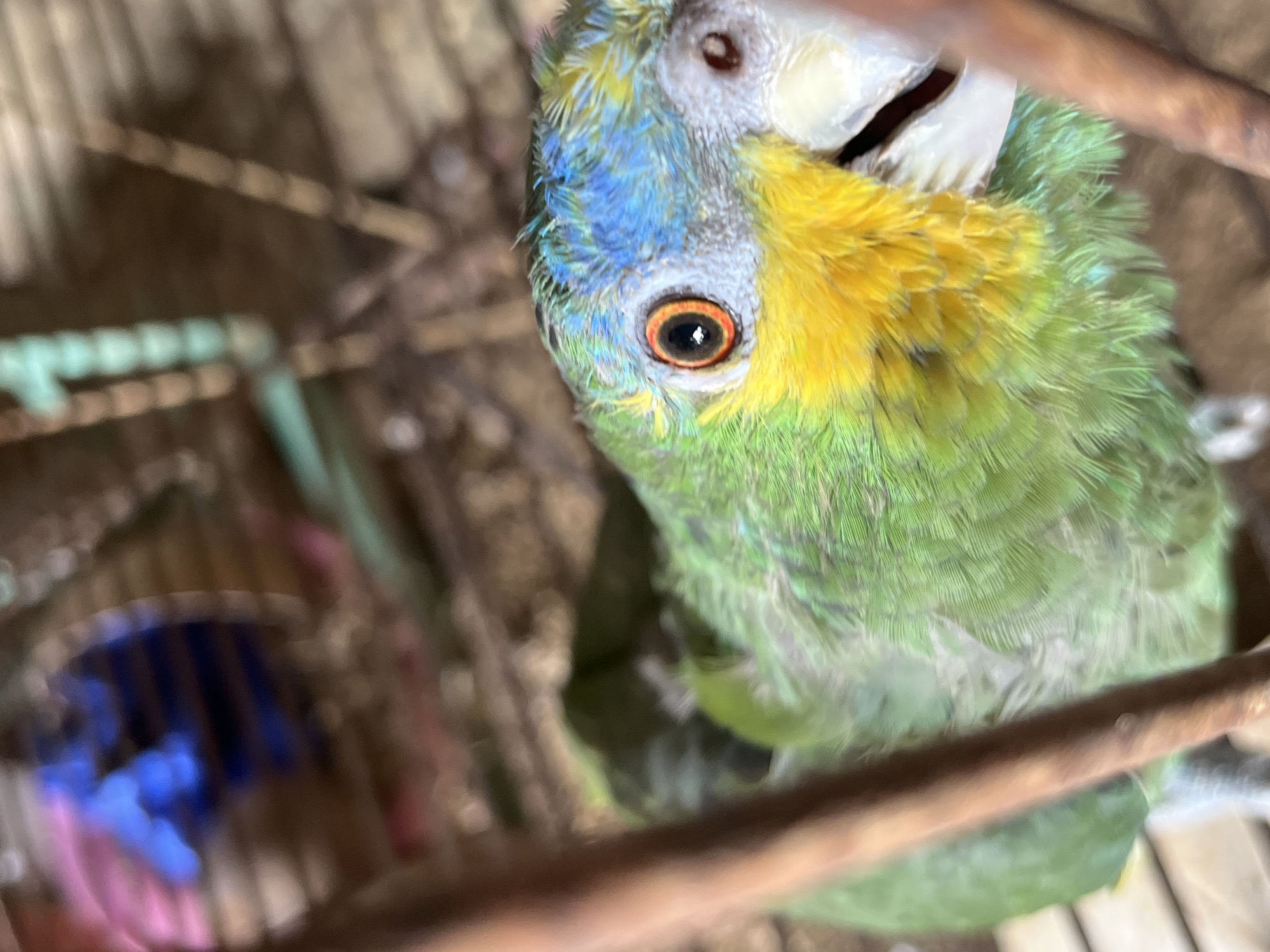 The image shows a close-up of a parrot inside a cage. The parrot has green, yellow, and blue feathers. Its eye is visible. The background shows blurry elements of the cage and its surroundings. The image was taken in Tinaquillo, Venezuela.