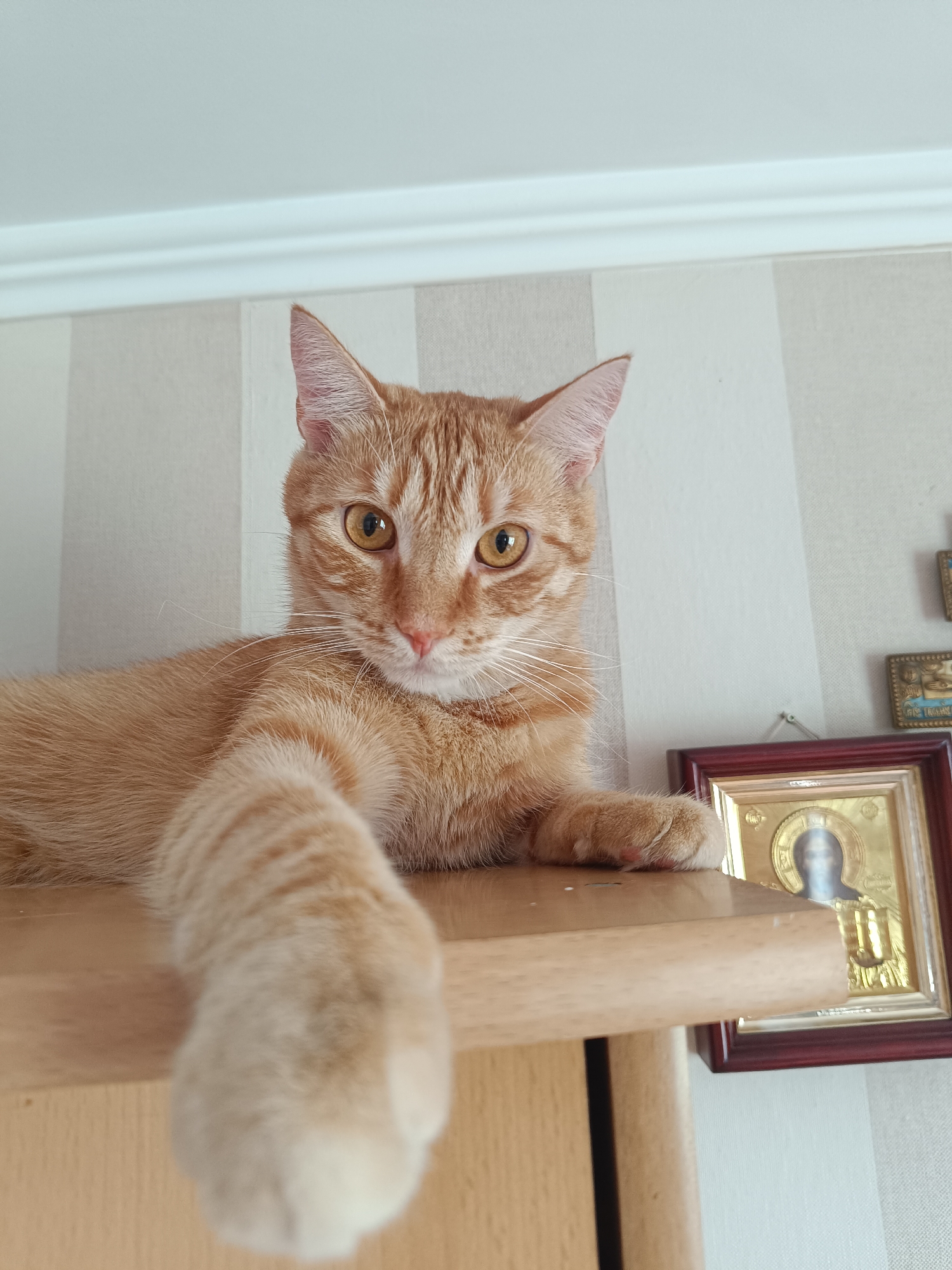 This is a close-up, eye-level shot of an orange tabby cat lying on a wooden shelf. The cat is facing the camera, with its head tilted slightly to the left. Its eyes are open and a bright yellow-orange color, and its ears are pointed forward. The cat's right paw is extended towards the camera, resting on the edge of the shelf. The background consists of a striped wallpaper and a white ceiling with molding. To the right of the cat, there are two framed religious icons. The overall lighting is bright and natural. The image does not contain any information that allows for the determination of its location in Riga, Latvia.