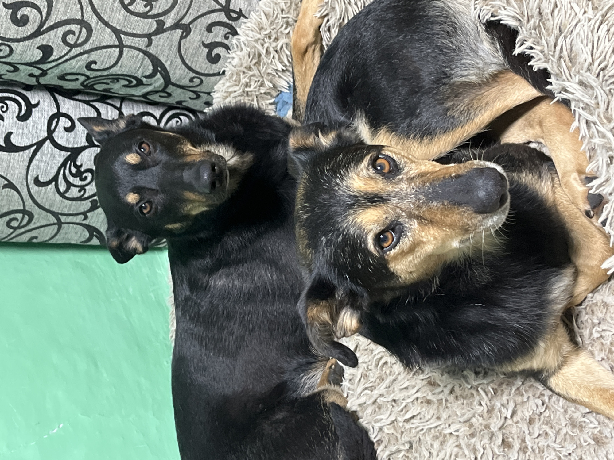 Two dogs, one in the foreground and one behind, are lying on a fluffy, beige rug. The dog in the foreground is closer to the viewer and is looking directly at the camera. The dog in the background is also looking at the camera, with its head resting on its paws. Both dogs have black and tan fur and are medium-sized. The background consists of a green wall on the left and a patterned curtain on the right. There is no indication of the city of Nizhny Tagil, Russia, in the image.