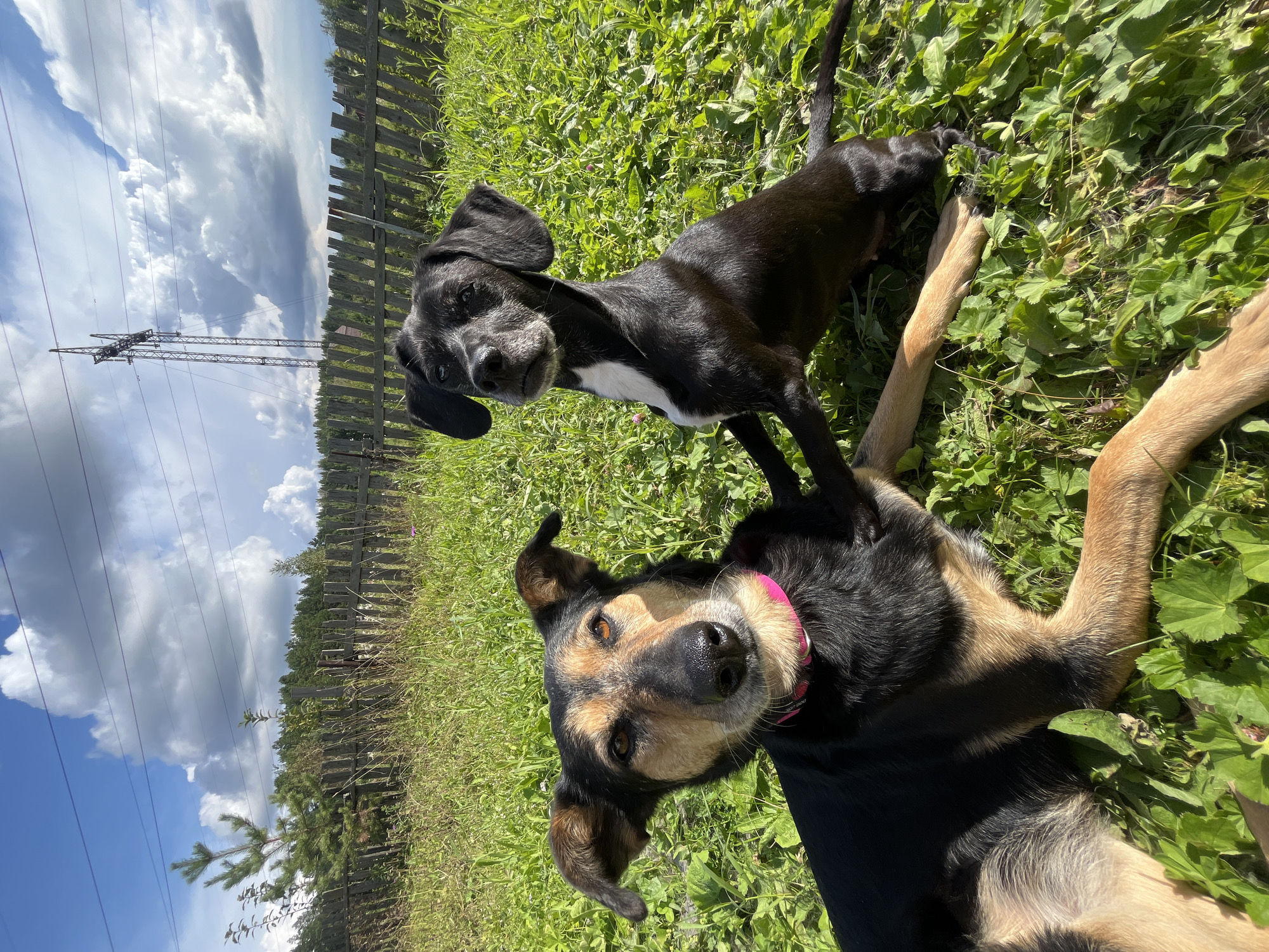 In a rural, grassy area, two dogs are in the foreground. The dog on the left is larger, with black and tan fur, lying down with its head tilted up and a pink collar. The dog on the right is smaller, with black fur and a white chest marking, sitting up and looking at the camera. Behind the dogs, a rustic wooden fence runs horizontally. Beyond the fence, a dense line of green trees stretches across the background. The sky above is blue with scattered white clouds, and power lines with a tall transmission tower are visible against the sky. The scene appears to be outdoors on a sunny day. The location is identified as Nizhny Tagil, Russia.