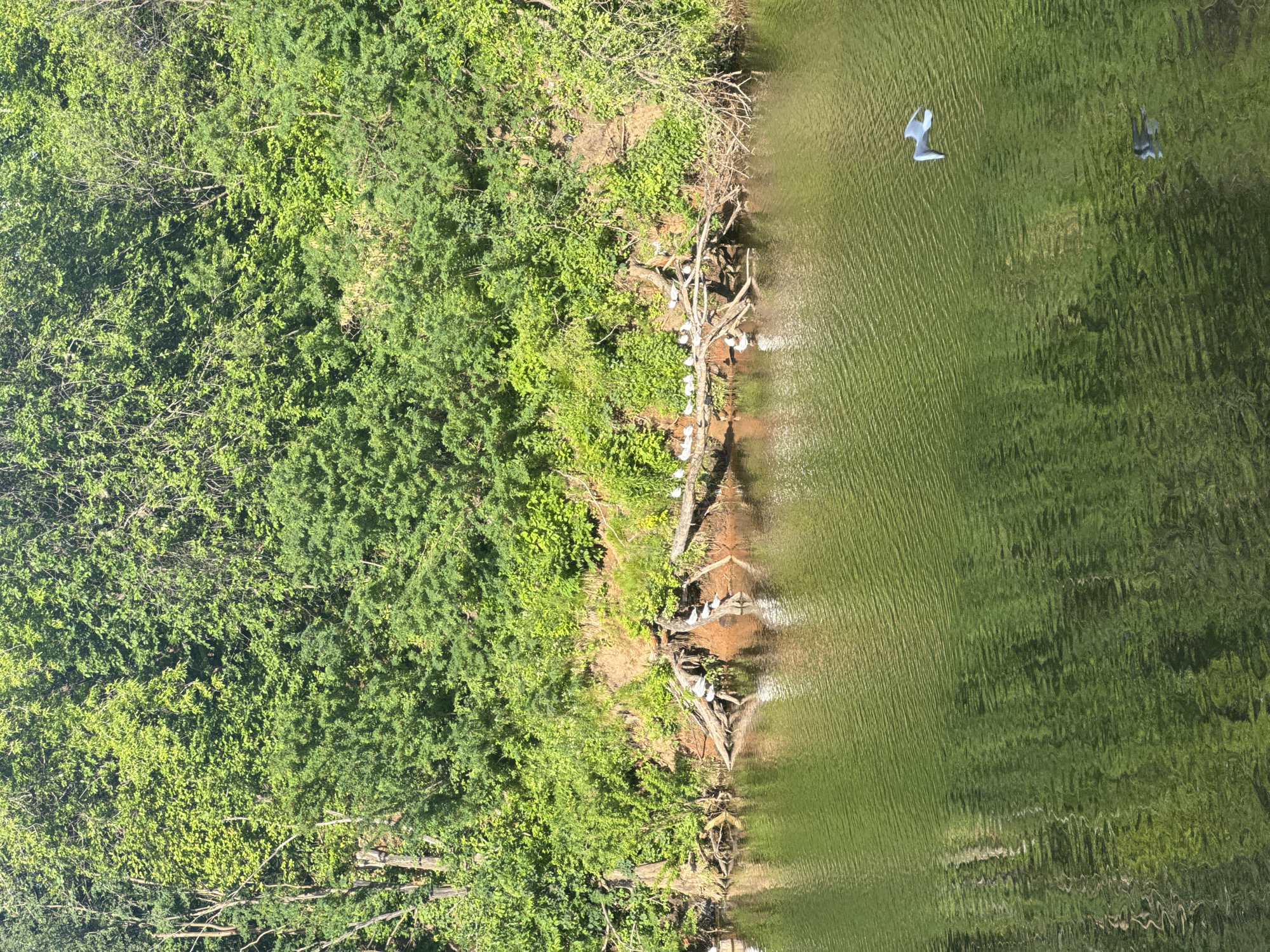 The image depicts a natural scene featuring a body of water and a densely vegetated bank under bright daylight, located in the city of Izhevsk, Russia.
The lower two-thirds of the vertical frame are occupied by a large body of water, exhibiting an olive-green coloration and uniform parallel ripples across its surface, indicative of a slight current or breeze. Reflections of the overarching green foliage are visible on the water. In the lower right quadrant, a single white gull-like bird is captured in mid-flight, wings outstretched, casting a clear reflection on the water directly beneath it. To the left of this bird's reflection, a fainter, darker, and more amorphous reflection of what appears to be another bird is discernible.
The mid-ground reveals the far bank of the water body. This bank presents an eroded profile, with a distinct layer of reddish-brown earth visible above the waterline. Numerous fallen tree trunks and branches extend from the bank into or partially over the water, creating natural perches. Scattered along these logs and within the shallow water near the bank are approximately 12 to 15 predominantly white birds, consistent with gulls or similar waterfowl, resting or standing.
The upper third of the image, and the area directly above the eroded bank, is densely covered with a variety of lush green deciduous trees and thick undergrowth. The foliage displays multiple shades of green, suggesting a robust and healthy forest or wooded area. No human figures or man-made structures are visible within the frame. The scene is illuminated by strong, direct sunlight, indicating a clear day.