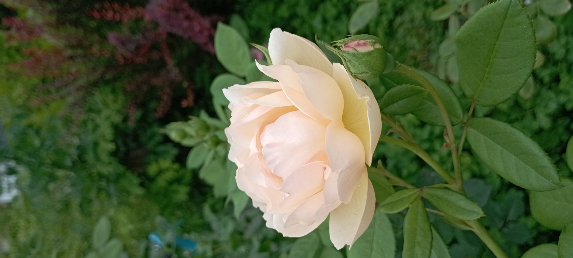 The image is a close-up, eye-level outdoor shot of a pale peach or cream-colored rose in full bloom, with a rosebud to its right. The rose petals are layered and soft, with some appearing slightly damp, suggesting dew or recent rain. The rose is positioned in the center-left of the frame. The background consists of lush green foliage and some darker, reddish-purple shrubbery, indicating a garden setting. The lighting is soft and natural. No people or animals are visible. The image appears to be taken in a garden, possibly in Radisne, Ukraine, given the provided context, but this cannot be definitively confirmed from the image alone.