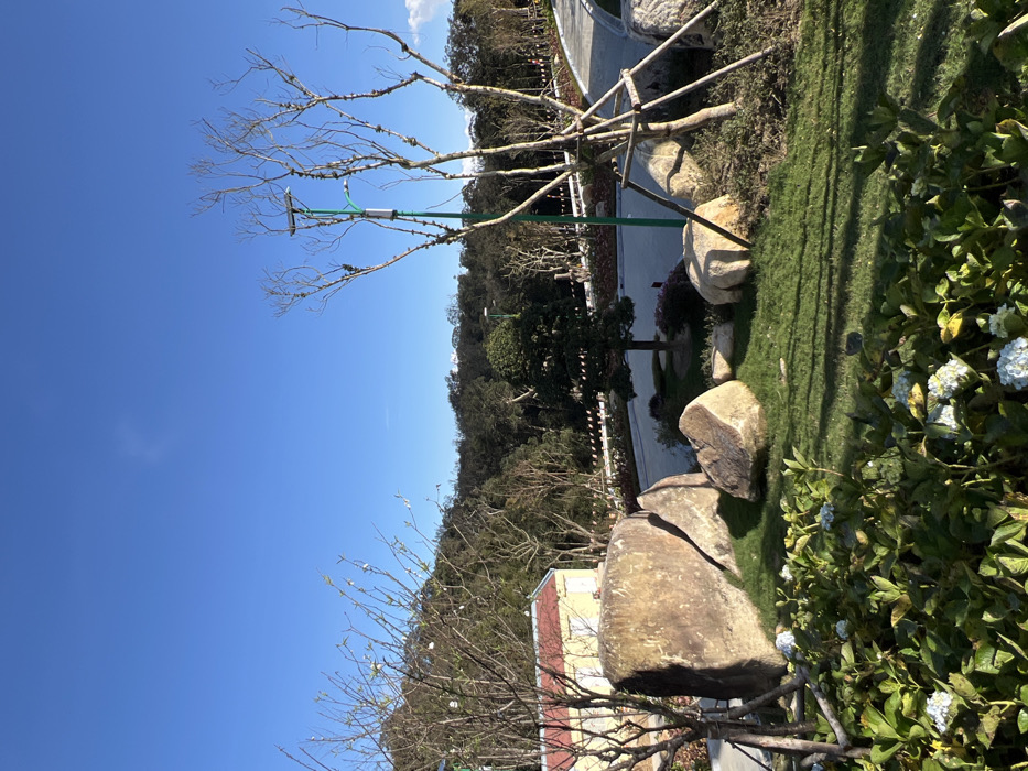 The image depicts an outdoor, landscaped environment under a clear blue sky in the city of Unknown, Vietnam. The foreground features mown green grass, dense green foliage with clusters of white flowers, and several large, naturally-shaped, light-colored boulders. Two deciduous trees with bare branches are present; one on the left and another on the right, supported by a four-stake brace. Long shadows are cast across the grass, indicating direct sunlight. In the midground, a curved, paved pathway with a low white barrier and green vertical posts is visible. A green lamppost, equipped with a solar panel, stands beside the path on the right. A small, compact evergreen tree is situated near the path. Part of a light yellow building with a reddish roof is partially visible behind boulders on the far left. The background consists of densely forested hills under the bright blue sky, with a faint, wispy cloud present. No individuals are visible.