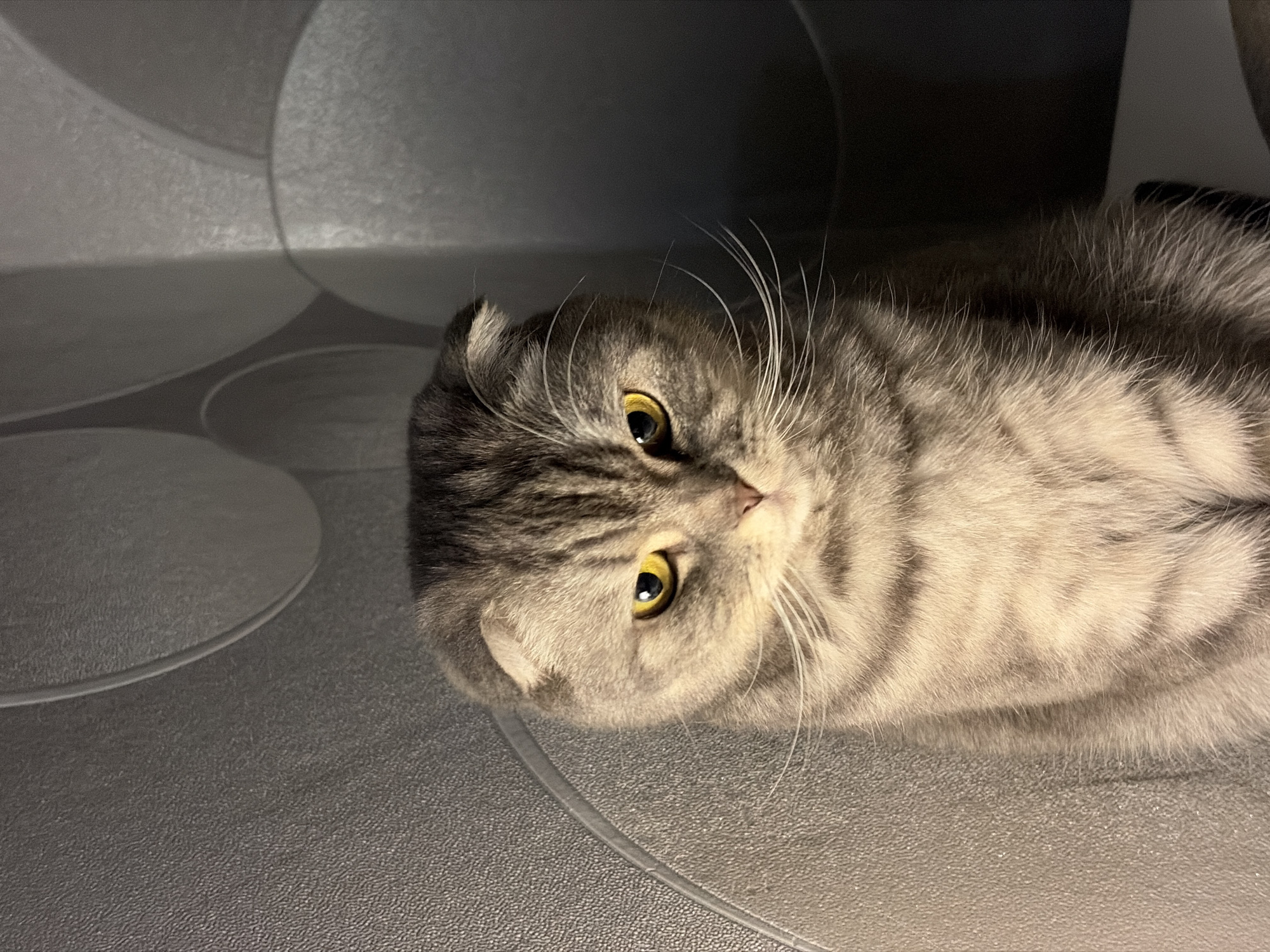 A gray tabby Scottish Fold cat with yellow eyes lies on a gray surface patterned with concentric circles. The cat is turned to the side, looking at the camera. Part of the cat is in shadow. No people are visible in the image. There is no indication of location.