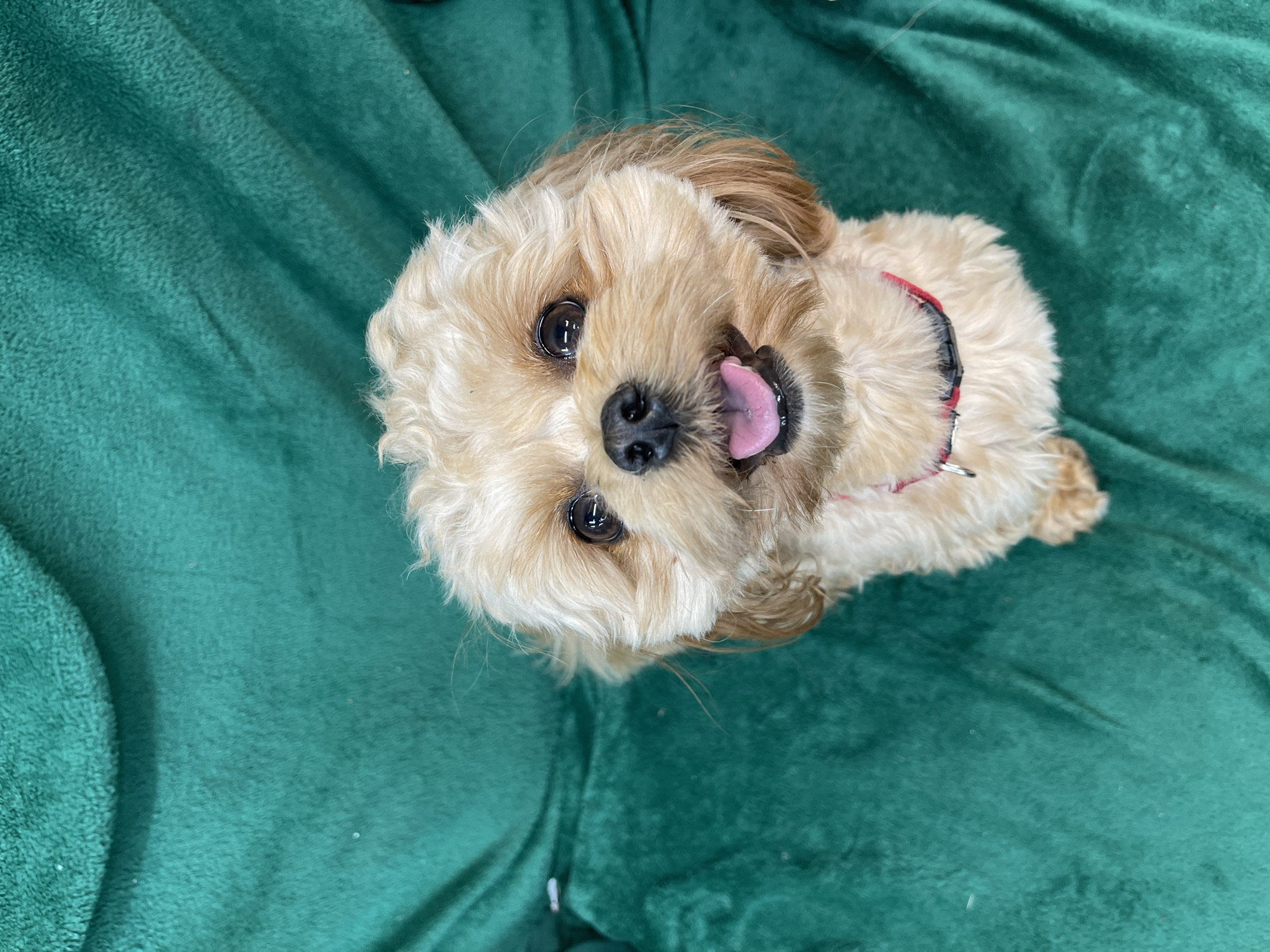 A light brown dog with shaggy fur and dark eyes looks up at the camera with its mouth open and tongue visible. The dog is wearing a red and black collar. It is sitting on a textured green surface. The image is taken from a high angle, looking down at the dog. There is no discernible indication of the image's location in the city of Kommunarka, Russia.