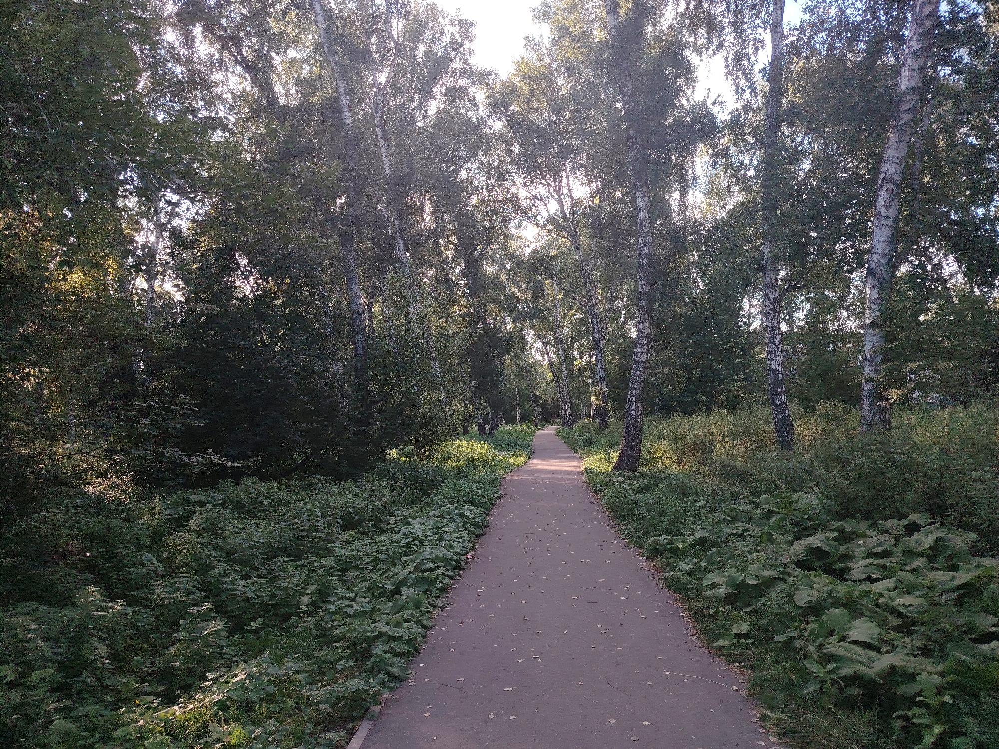 The image depicts a paved pathway winding through a wooded area. The path is surrounded by lush green foliage and tall trees, some of which appear to be birch trees due to their distinctive white bark. Sunlight filters through the canopy, creating dappled patterns on the path and vegetation. The scene suggests a park or a natural area within an urban setting. The location is identified as being in the city of Kemerovo, Russia. There are no people visible in the image.