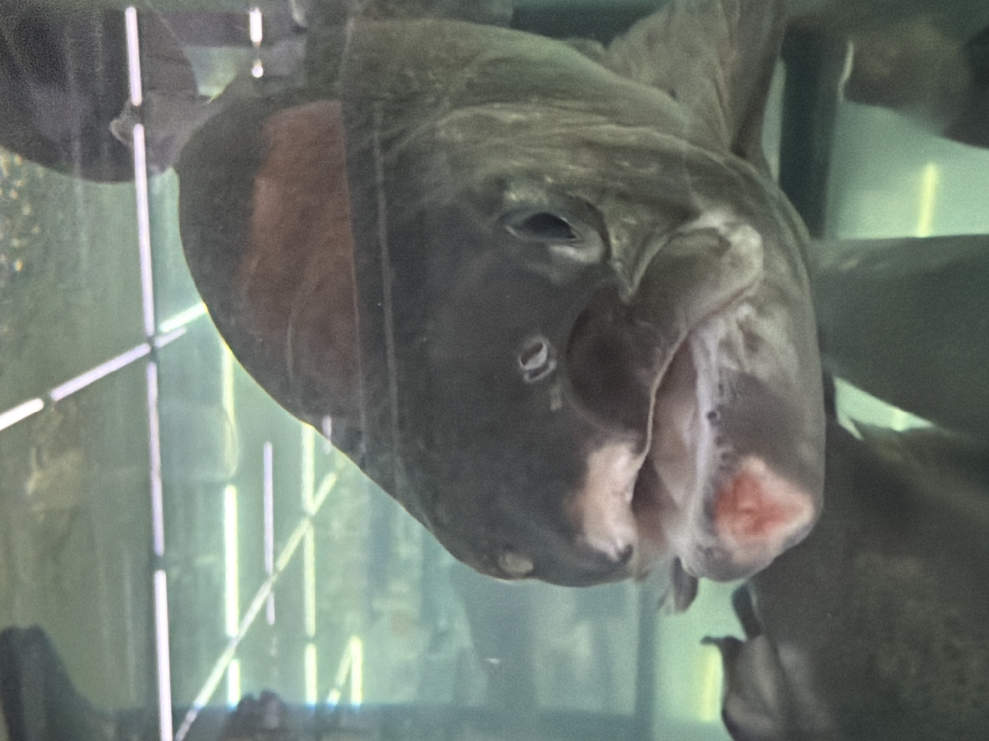 The image displays a close-up, head-on view of a large, dark-colored fish in an aquatic environment, likely an aquarium or a large tank. The fish is oriented upside down or viewed from below, with its mouth slightly open. A notable detail is a distinct reddish area inside its lower jaw or mouth, which could indicate a natural coloration or a possible injury. One eye is partially visible, appearing somewhat dull. The background is dominated by reflections of bright, vertical and horizontal linear light sources or structural elements, creating a grid-like pattern typical of light interacting with glass and water in an indoor setting. These reflections suggest the presence of other forms or fish in the tank. The overall impression is that of an animal in a controlled environment. No visible text is present. The context provided indicates the photo was taken in Chaikovsky, Russia.