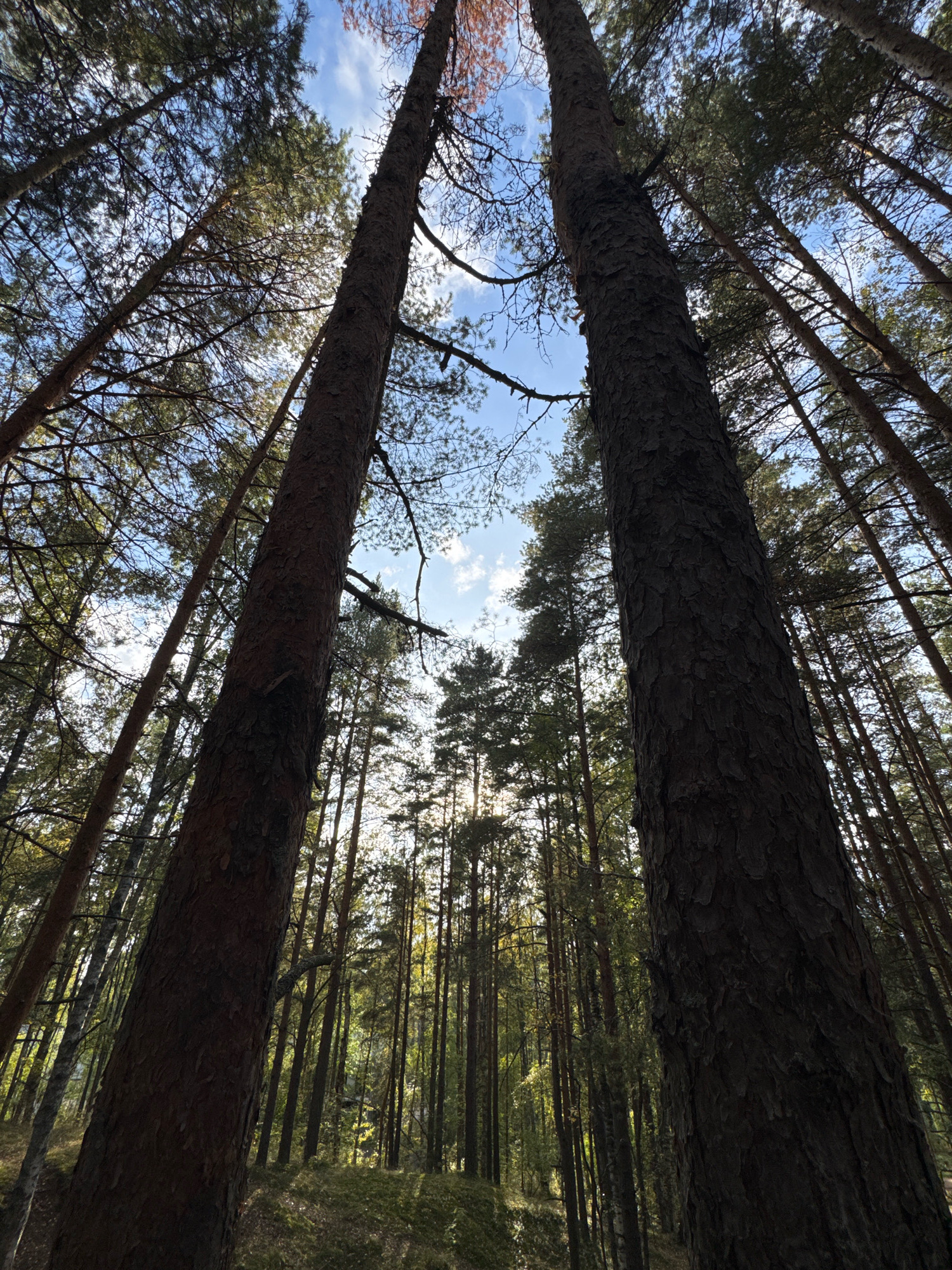 This is a low-angle, full-shot photograph taken in a forest, likely in Sestroretsk, Russia, given the presence of tall pine trees. The camera is pointed upwards towards the sky, capturing the dense canopy of pine trees. Two prominent, thick pine tree trunks dominate the foreground, positioned to the left and right, angled towards the center of the frame. Their rough, textured bark is visible.
The background reveals a multitude of slender pine trees receding into the distance, creating a sense of depth and density. Sunlight filters through the branches, creating a dappled effect on the forest floor and illuminating the upper portions of the trees. The sky above is a clear blue, with scattered white clouds. The ground beneath the trees appears to be covered in a carpet of moss and fallen pine needles, with some areas showing a slight incline. No people or animals are present in the image. The overall impression is one of a serene, sunlit pine forest.