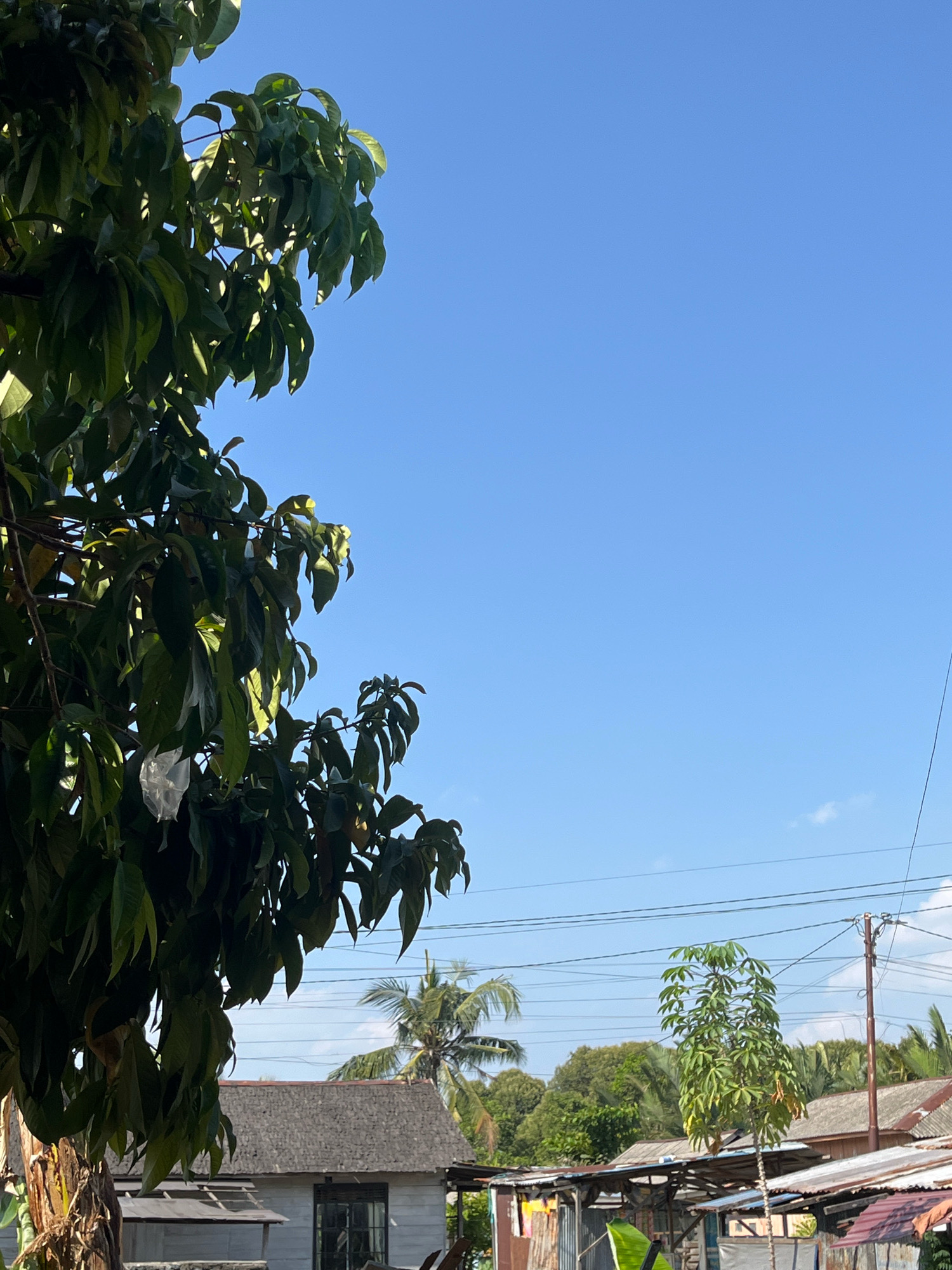 In Tungkaran Pangeran, Indonesia, a bright, clear blue sky dominates the upper portion of the image, with a few wispy clouds visible. In the foreground on the left, a large tree with lush green leaves partially obscures the view. To the right and further back, a scattering of buildings with various roof types, including corrugated metal and textured shingles, are visible. A single utility pole with multiple power lines stretches across the middle ground, connecting to one of the structures. Palm trees and other foliage are interspersed among the buildings, suggesting a semi-rural or tropical setting. The scene appears to be an outdoor view of a residential or small commercial area under daylight conditions.