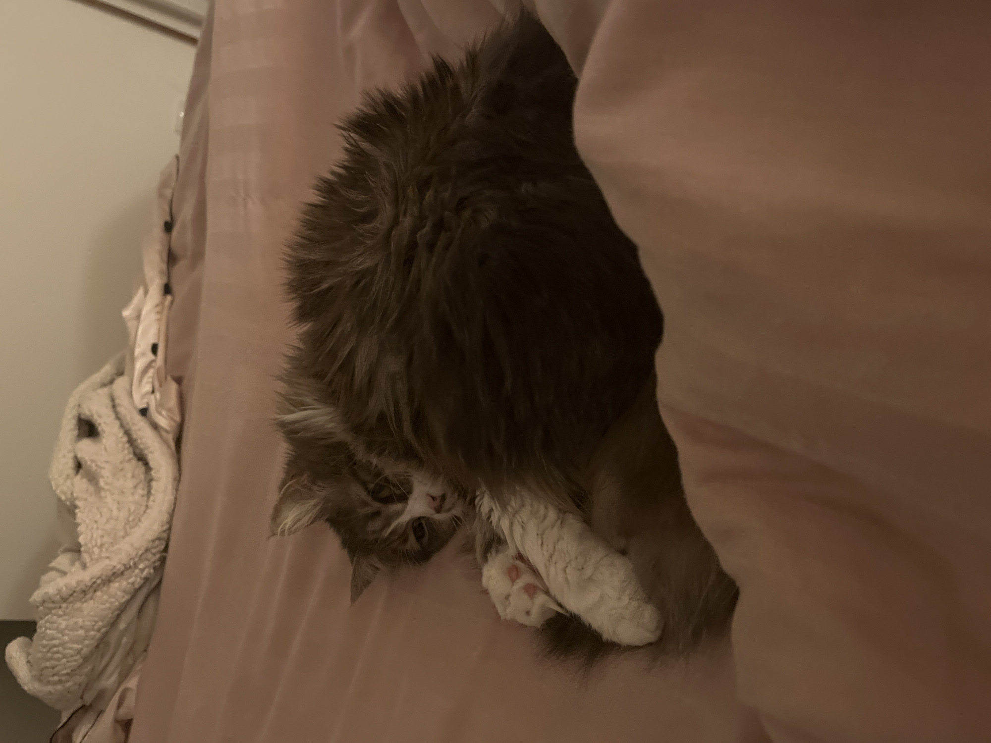 A grey, fluffy cat lies on a light pink bed, partially under a matching blanket. A white blanket is also visible to the left of the cat. The scene is indoors and lit by artificial light. The location in Chambœuf, France is not discernible from the image.
