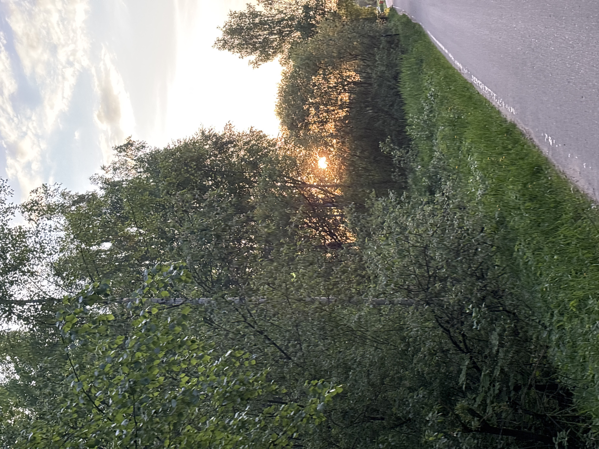 The image depicts a rural scene, likely at sunset. The location appears to be near a road, with a grassy shoulder adjacent to the pavement. A dense line of trees and bushes obscures most of the view beyond the road. The sun is setting or rising, with its light filtering through the trees. There are no visible people or animals. The sky is partially visible with wispy clouds.